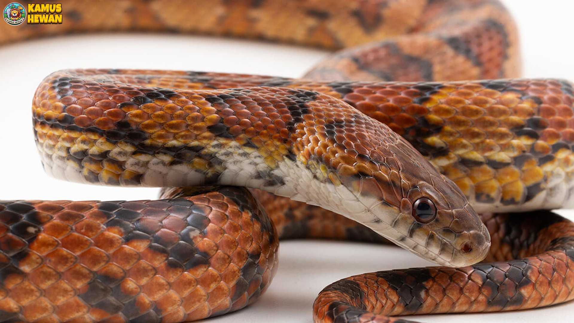 Ular Jagung Membawa 4 Fakta Edukatif bagi Pecinta Reptil