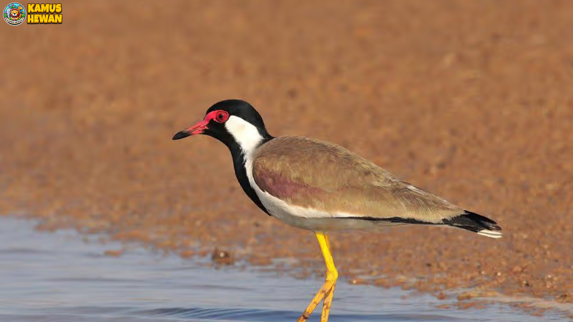 Menelusuri Truleg Jawa: 5 Karakteristik yang Membuatnya Memikat 3 Menelusuri Truleg Jawa: 5 Karakteristik yang Membuatnya Memikat