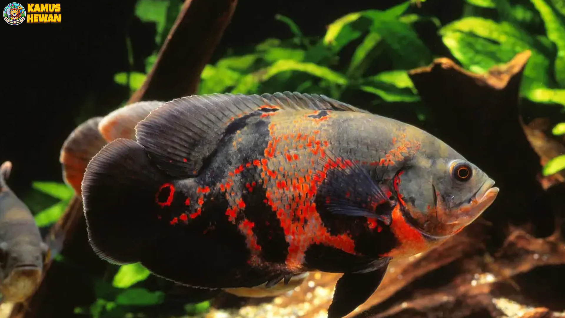 Ikan Oscar: 4 Hal Menarik tentang Perawatan & Habitatnya 3 Ikan Oscar: 4 Hal Menarik tentang Perawatan & Habitatnya