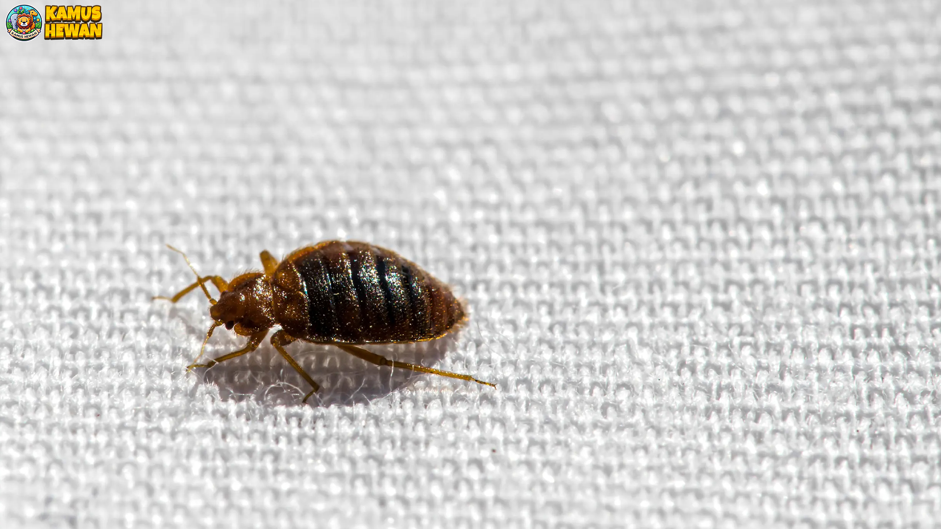 Kutu Busuk dan 4 Fakta Mengejutkan Tentang Kehidupannya 3 Kutu Busuk dan 4 Fakta Mengejutkan Tentang Kehidupannya