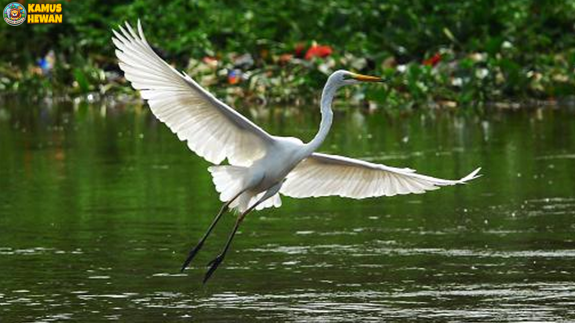 5 Alasan Bangau Putih Jadi Spesies yang Menarik untuk Dipelajari 4 5 Alasan Bangau Putih Jadi Spesies yang Menarik untuk Dipelajari