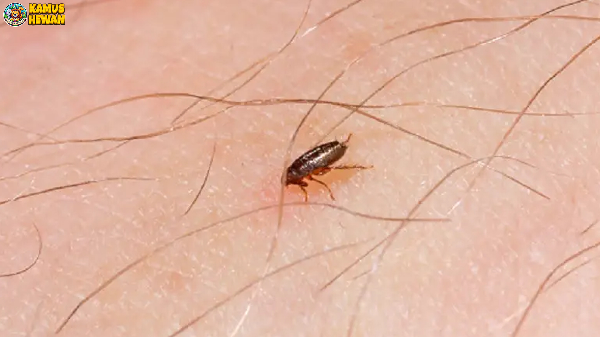 Kutu Busuk dan 4 Fakta Mengejutkan Tentang Kehidupannya 4 Kutu Busuk dan 4 Fakta Mengejutkan Tentang Kehidupannya