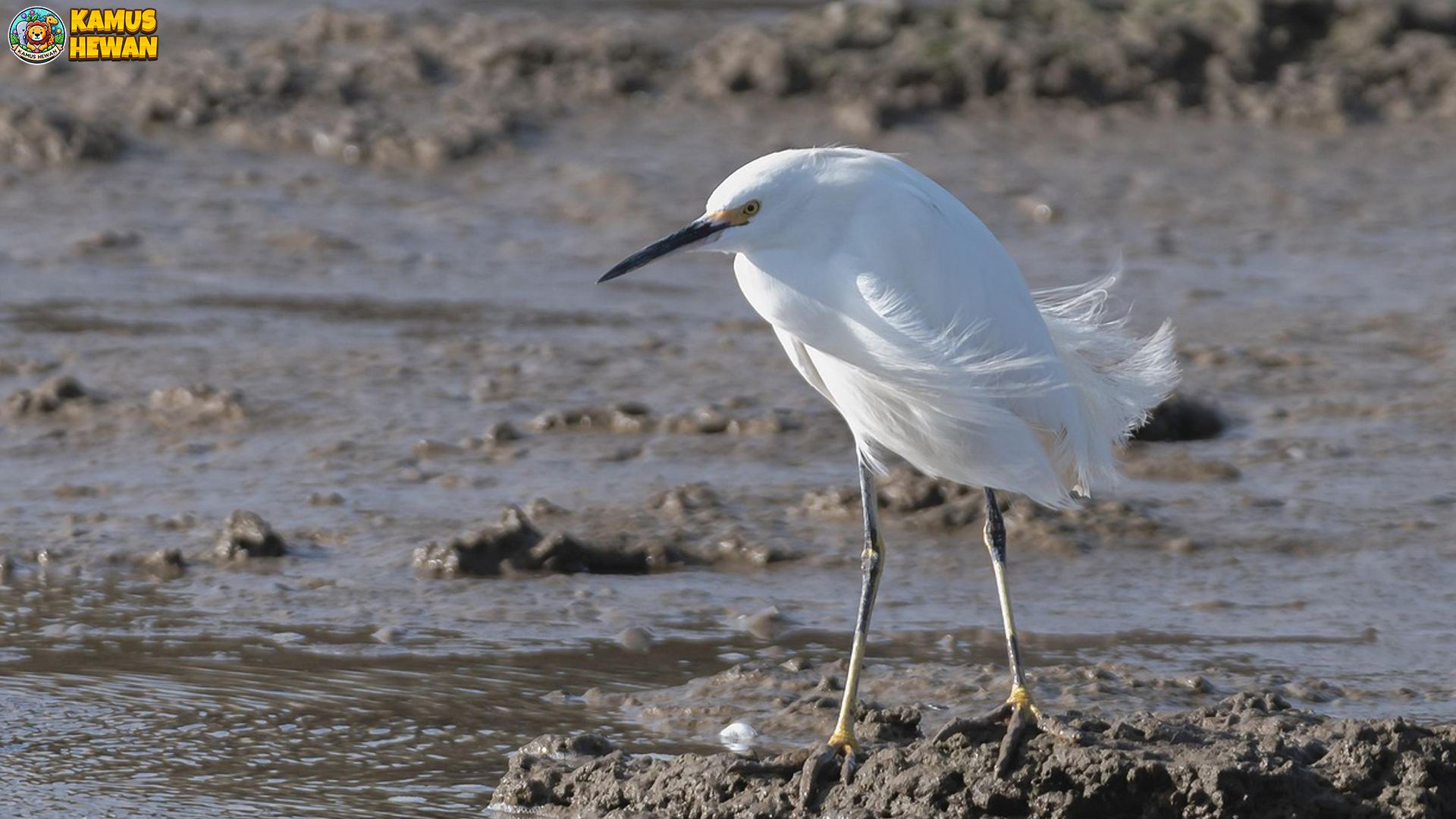 5 Alasan Bangau Putih Jadi Spesies yang Menarik untuk Dipelajari 3 5 Alasan Bangau Putih Jadi Spesies yang Menarik untuk Dipelajari