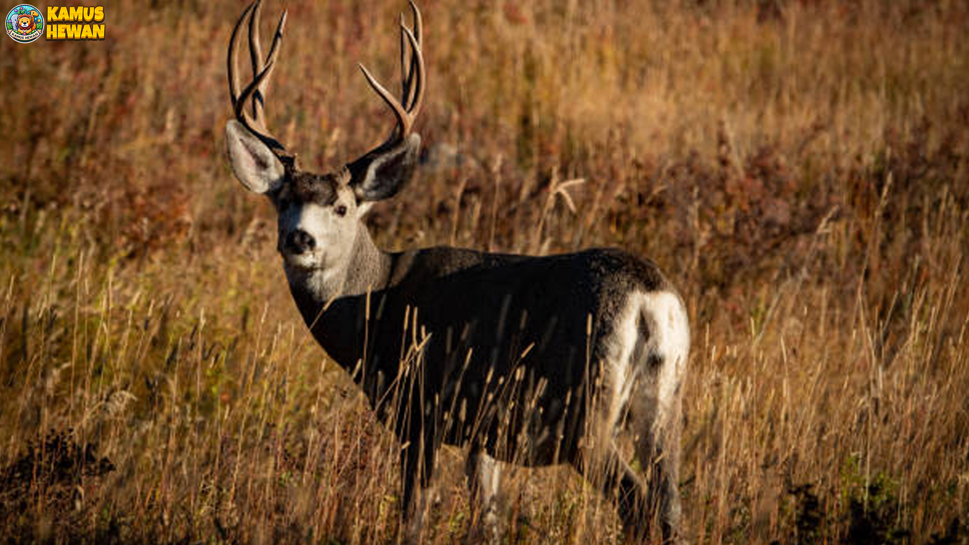 Rusa Bagal Memiliki 4 Adaptasi Penting untuk Bertahan Hidup