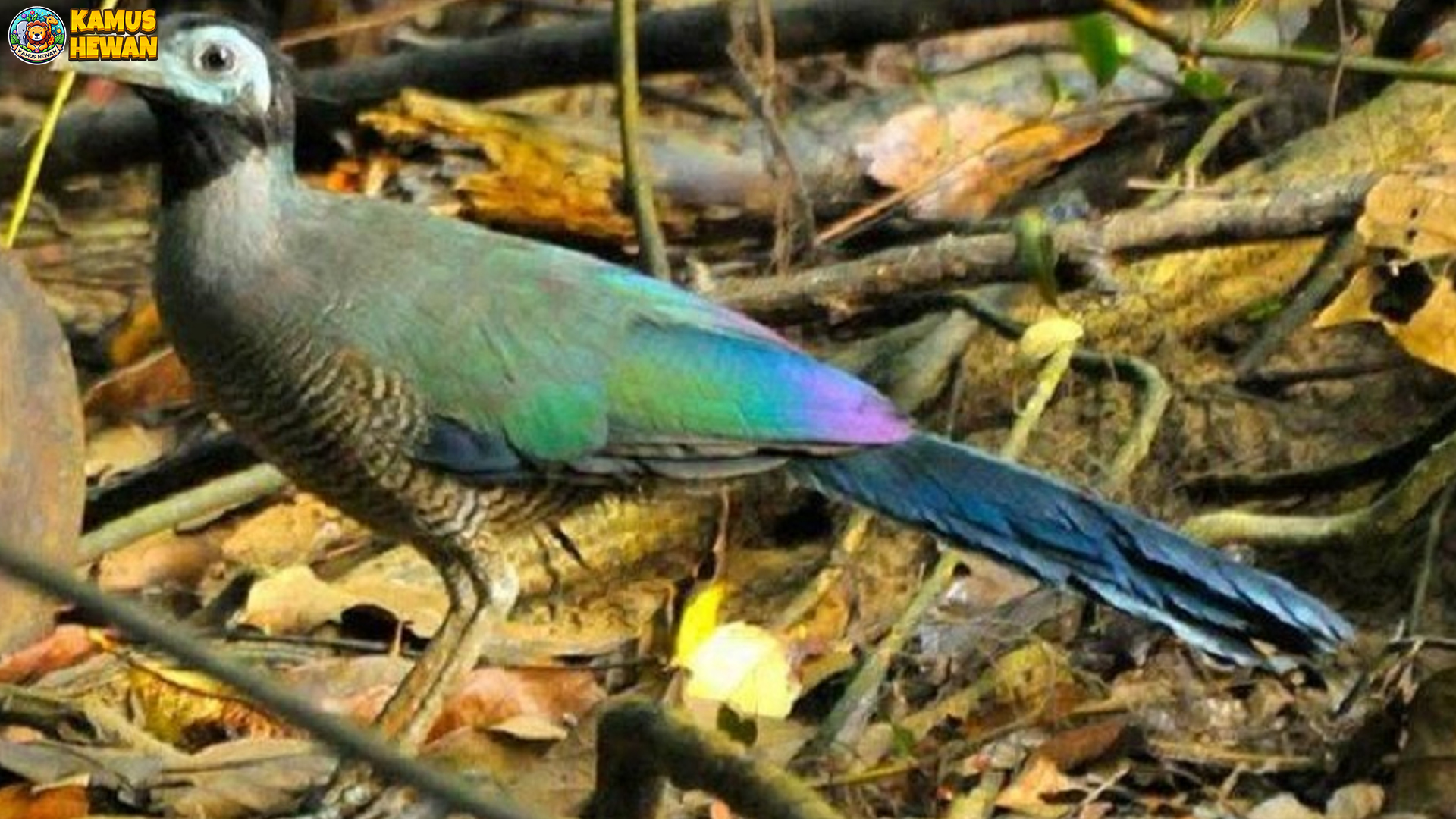 Tokhtor Sumatera Memikat dengan 4 Warna Bulu yang Unik 3 Tokhtor Sumatera Memikat dengan 4 Warna Bulu yang Unik