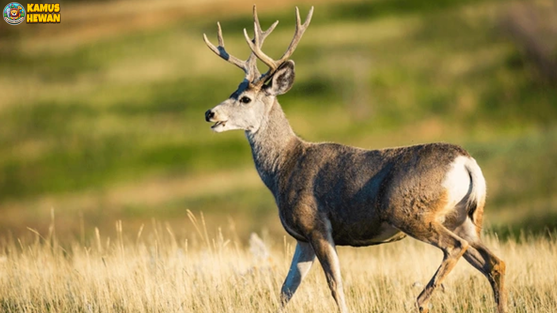 Rusa Bagal Memiliki 4 Adaptasi Penting untuk Bertahan Hidup