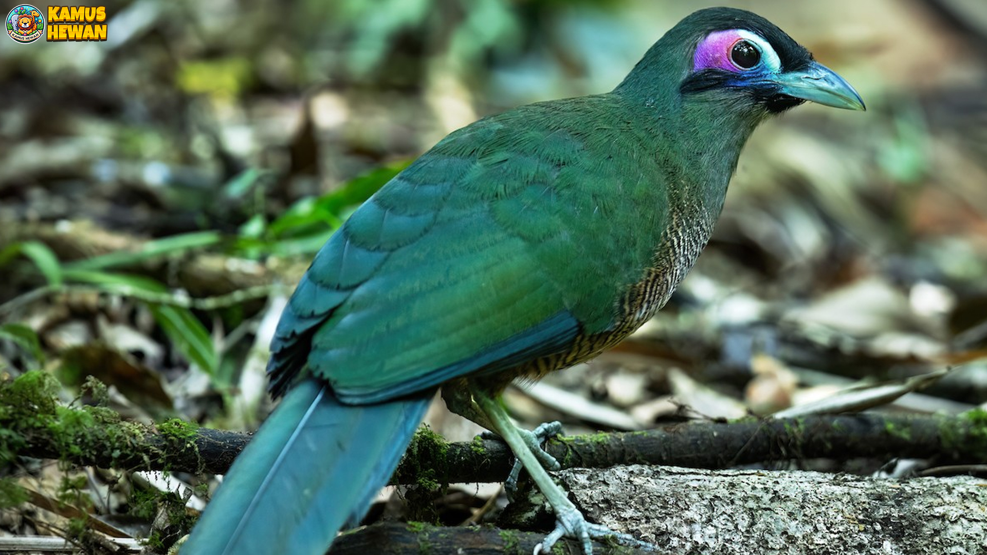 Tokhtor Sumatera Memikat dengan 4 Warna Bulu yang Unik 4 Tokhtor Sumatera Memikat dengan 4 Warna Bulu yang Unik