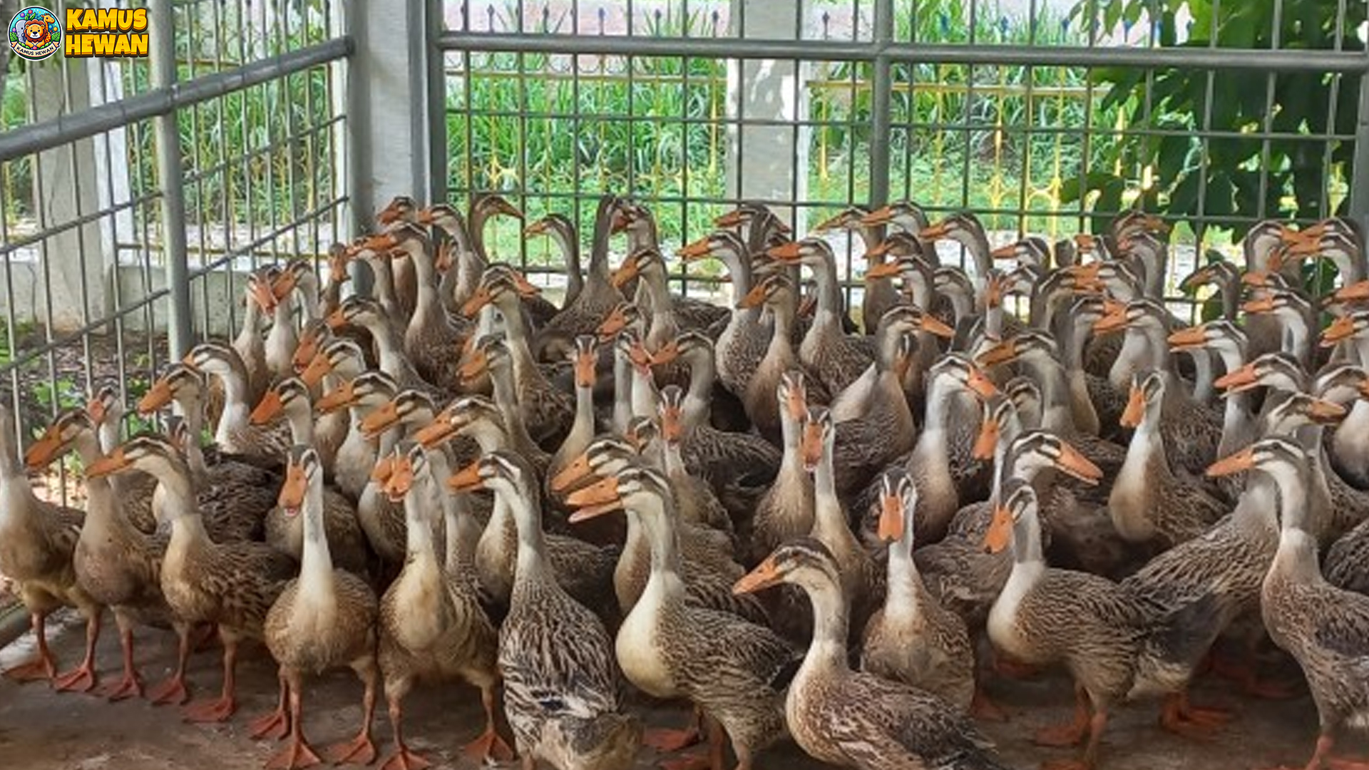 Itik Alabio Memikat: 4 Fakta Menarik dari Habitat hingga Perilaku 3 Itik Alabio Memikat: 4 Fakta Menarik dari Habitat hingga Perilaku