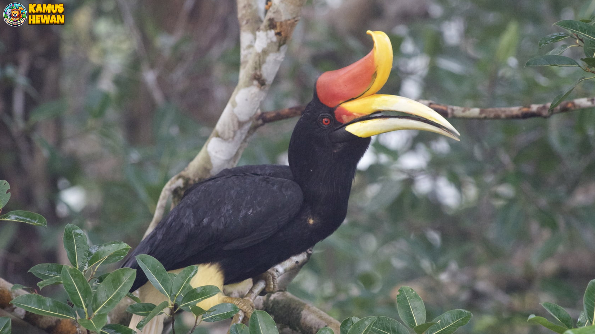 Menyaksikan Alam: 5 Hal Memikat dari Burung Rangkong 4 Menyaksikan Alam: 5 Hal Memikat dari Burung Rangkong