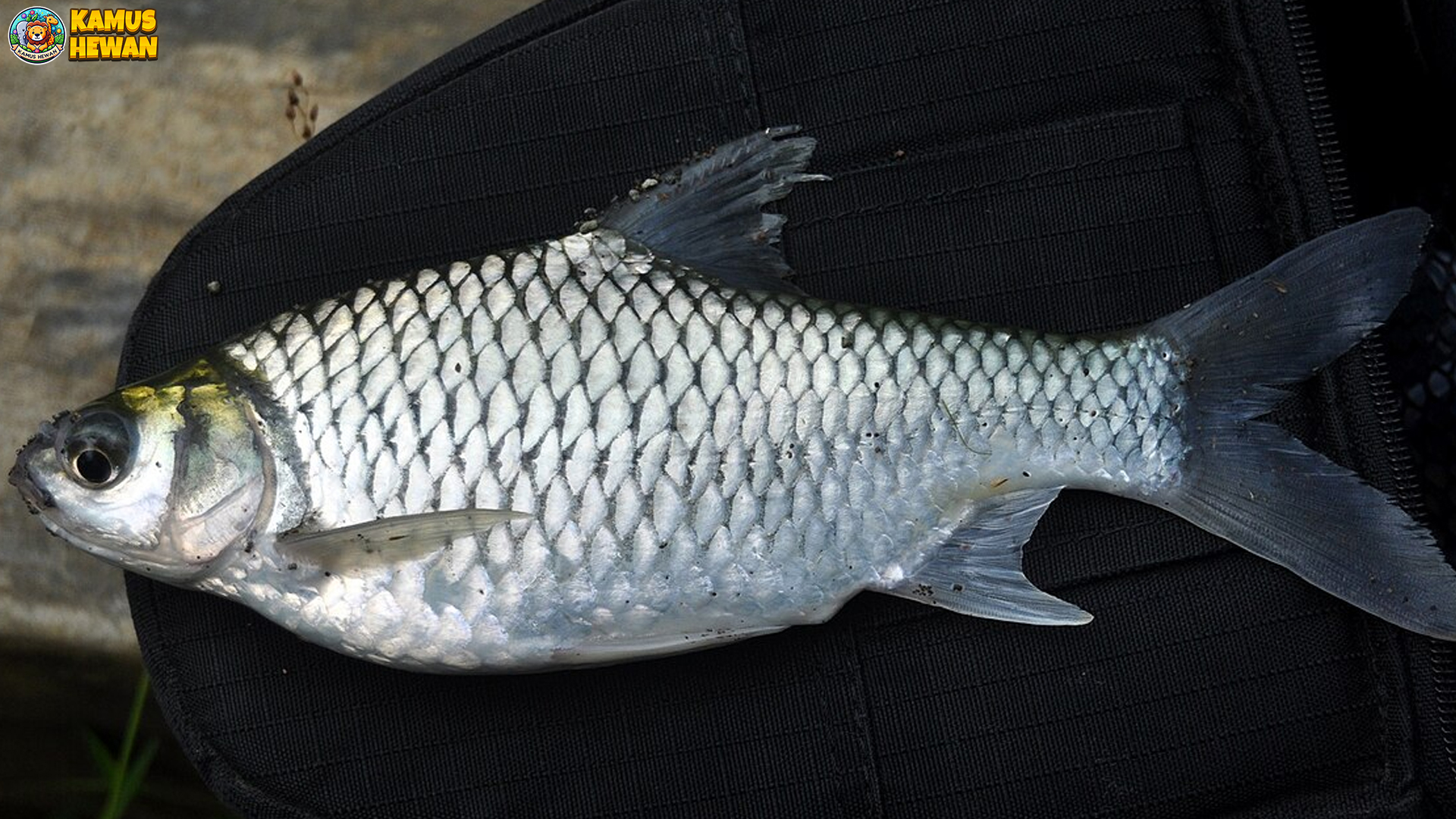 Keindahan 4 Warna Ikan Tawes yang Membuat Mata Terpesona