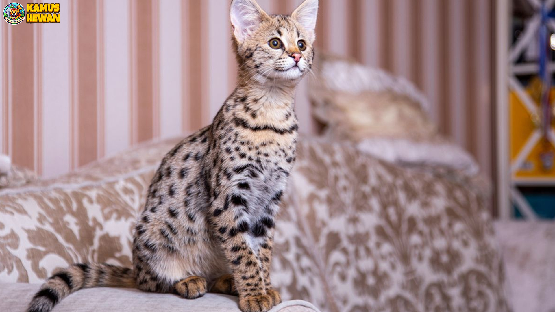 Mengapa Kucing Savannah Begitu Menarik 4 Alasan Utama