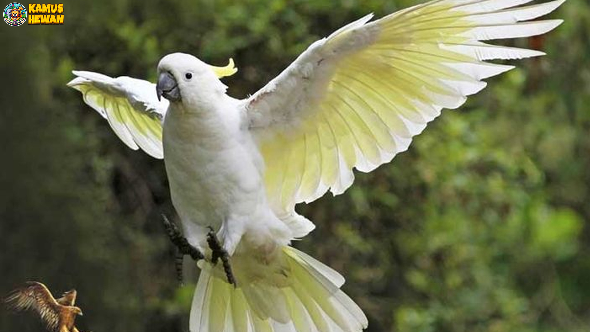 Keunikan Burung Kakatua Koki dan 4 Ciri yang Memikat Hati