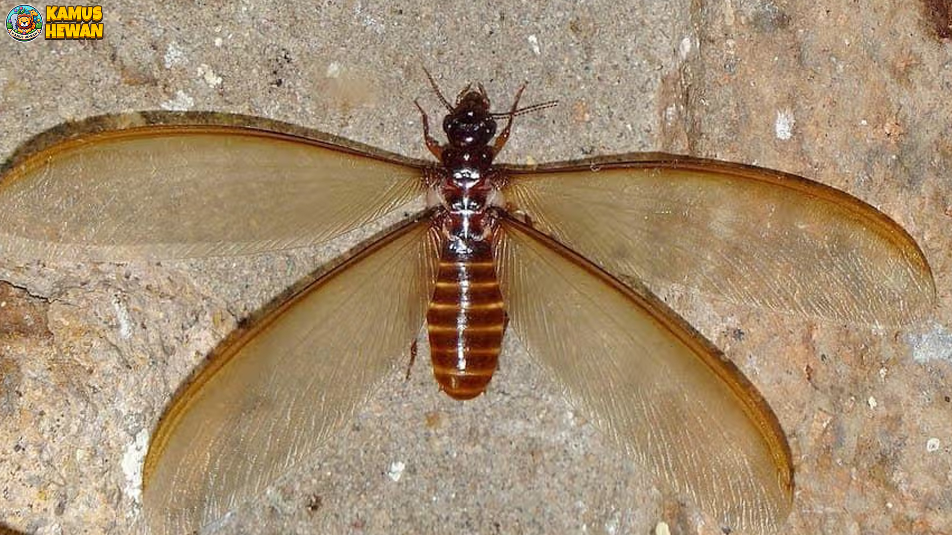 Laron: 4 Peran Penting dalam Ekosistem yang Perlu Dipahami