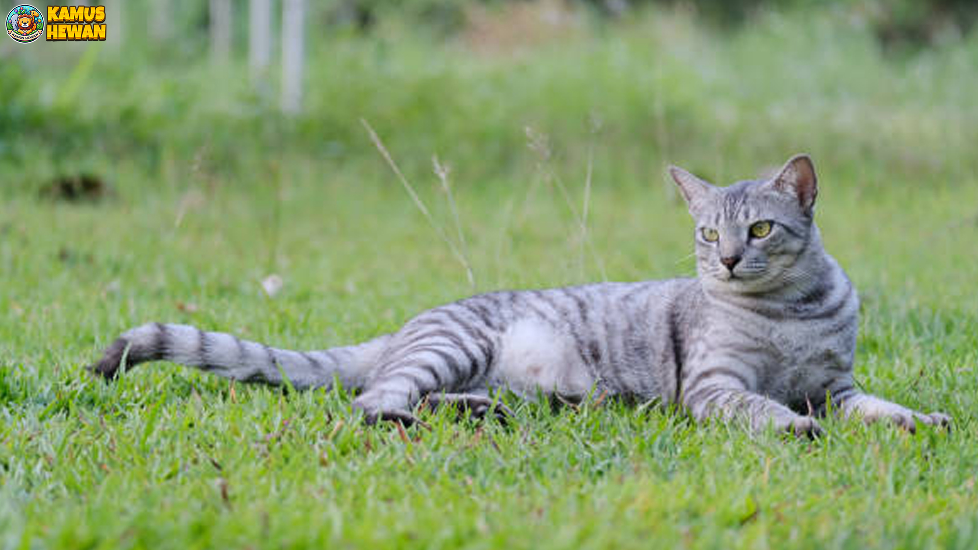 Warna Utama Kucing Mau Mesir Hanya 3 Jenis Yang Langka