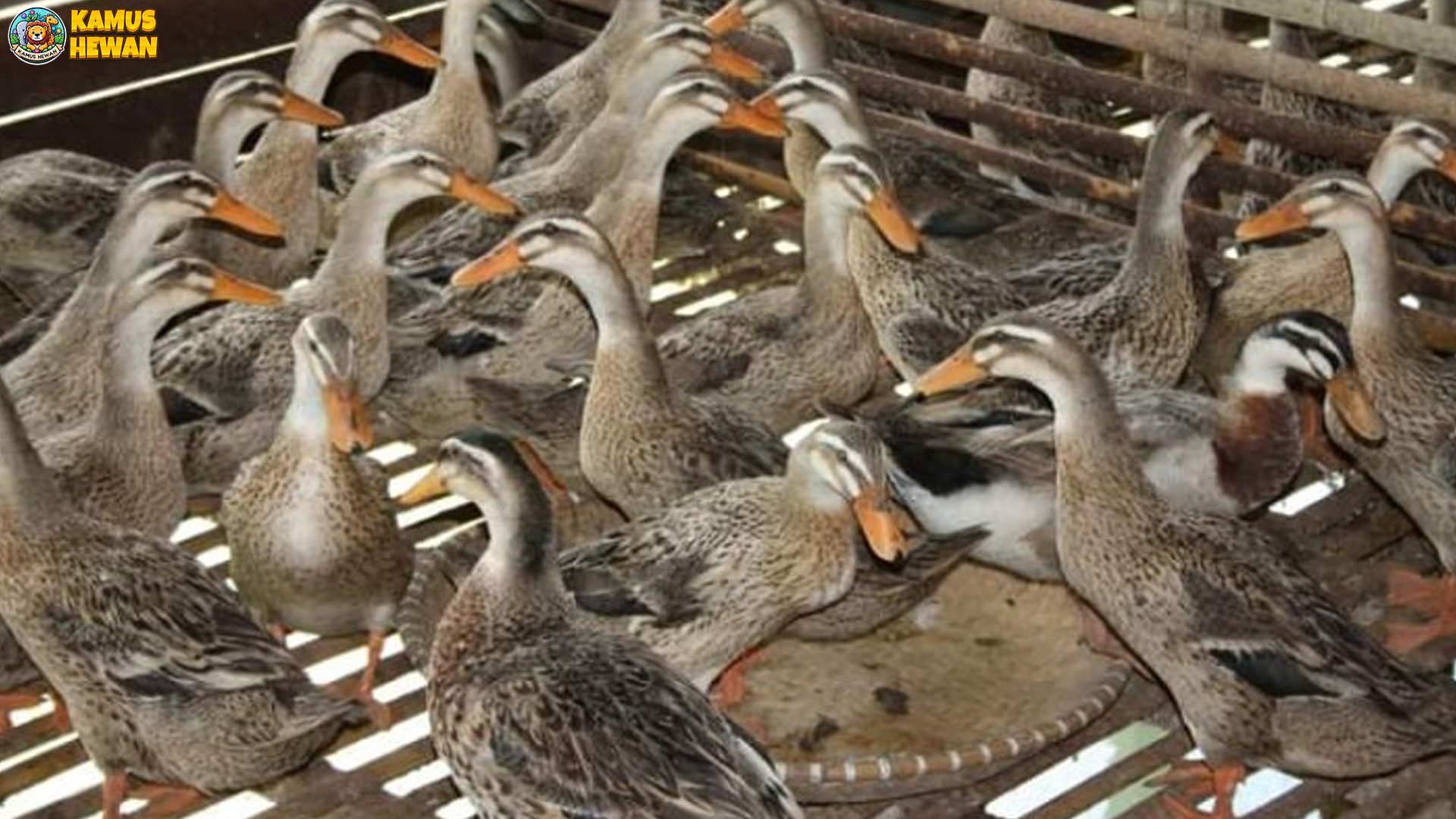 Itik Alabio Memikat: 4 Fakta Menarik dari Habitat hingga Perilaku 4 Itik Alabio Memikat: 4 Fakta Menarik dari Habitat hingga Perilaku