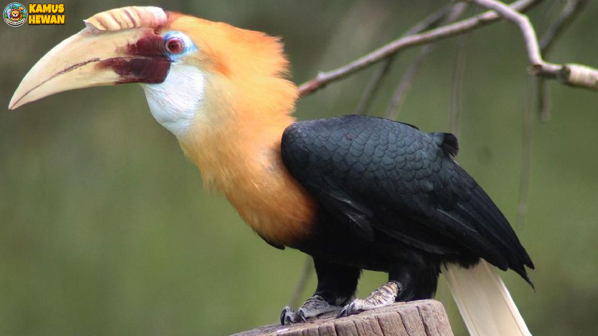 Menyaksikan Alam: 5 Hal Memikat dari Burung Rangkong 3 Menyaksikan Alam: 5 Hal Memikat dari Burung Rangkong