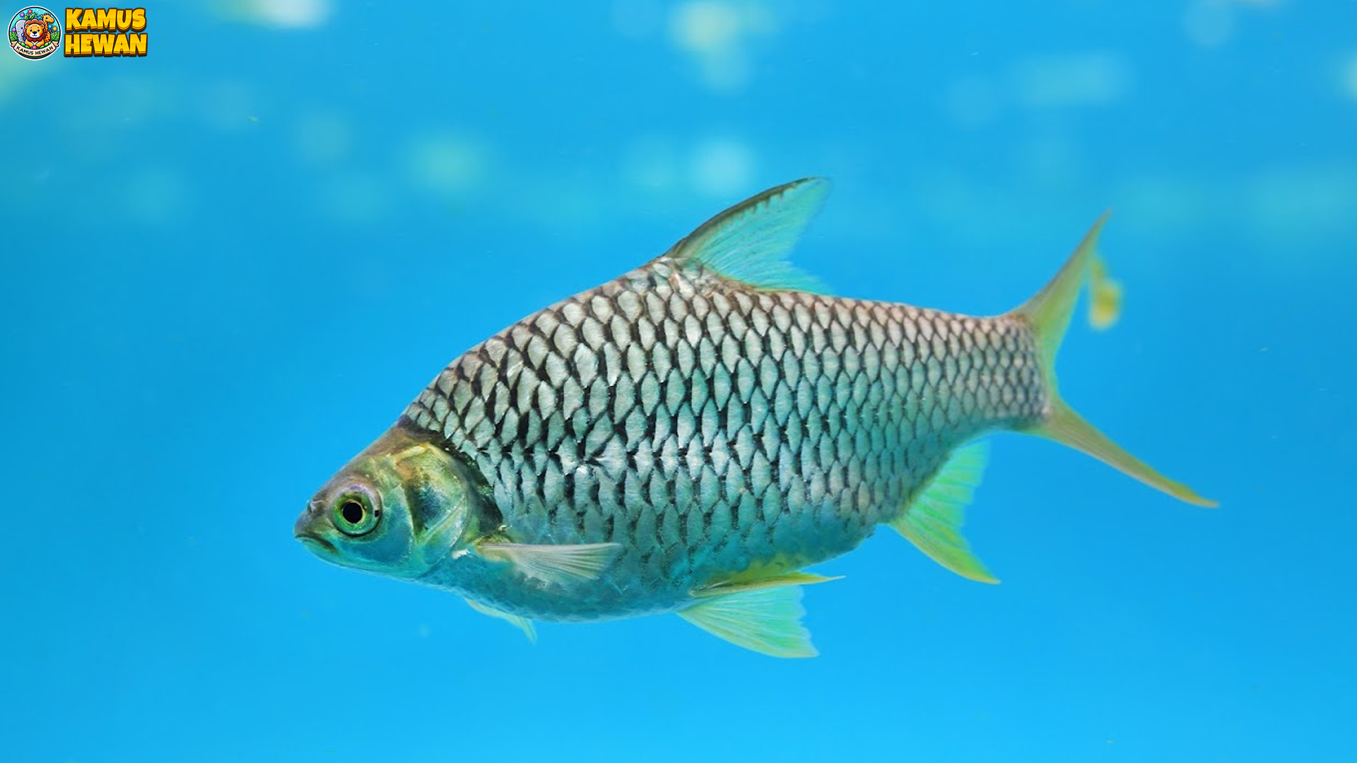 Keindahan 4 Warna Ikan Tawes yang Membuat Mata Terpesona