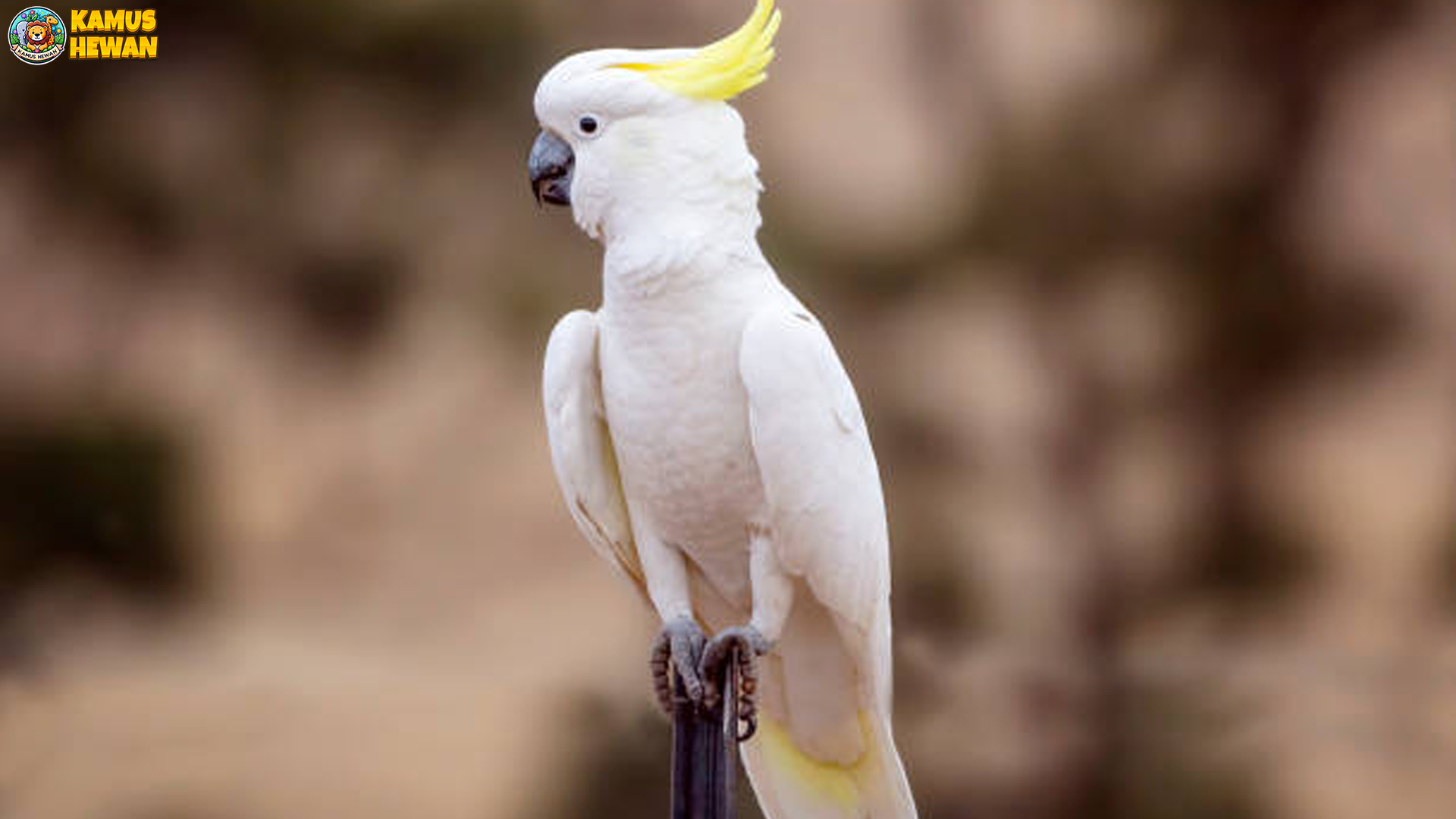 Keunikan Burung Kakatua Koki dan 4 Ciri yang Memikat Hati