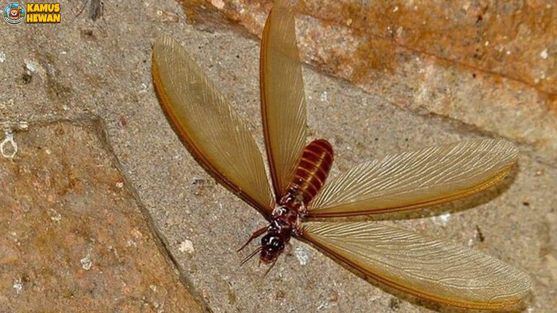 Laron: 4 Peran Penting dalam Ekosistem yang Perlu Dipahami