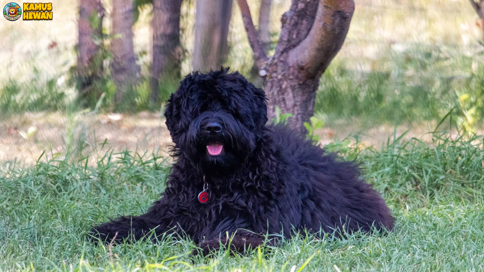 5 Alasan Terrier Hitam Rusia Jadi Pilihan Pecinta Anjing Profesional