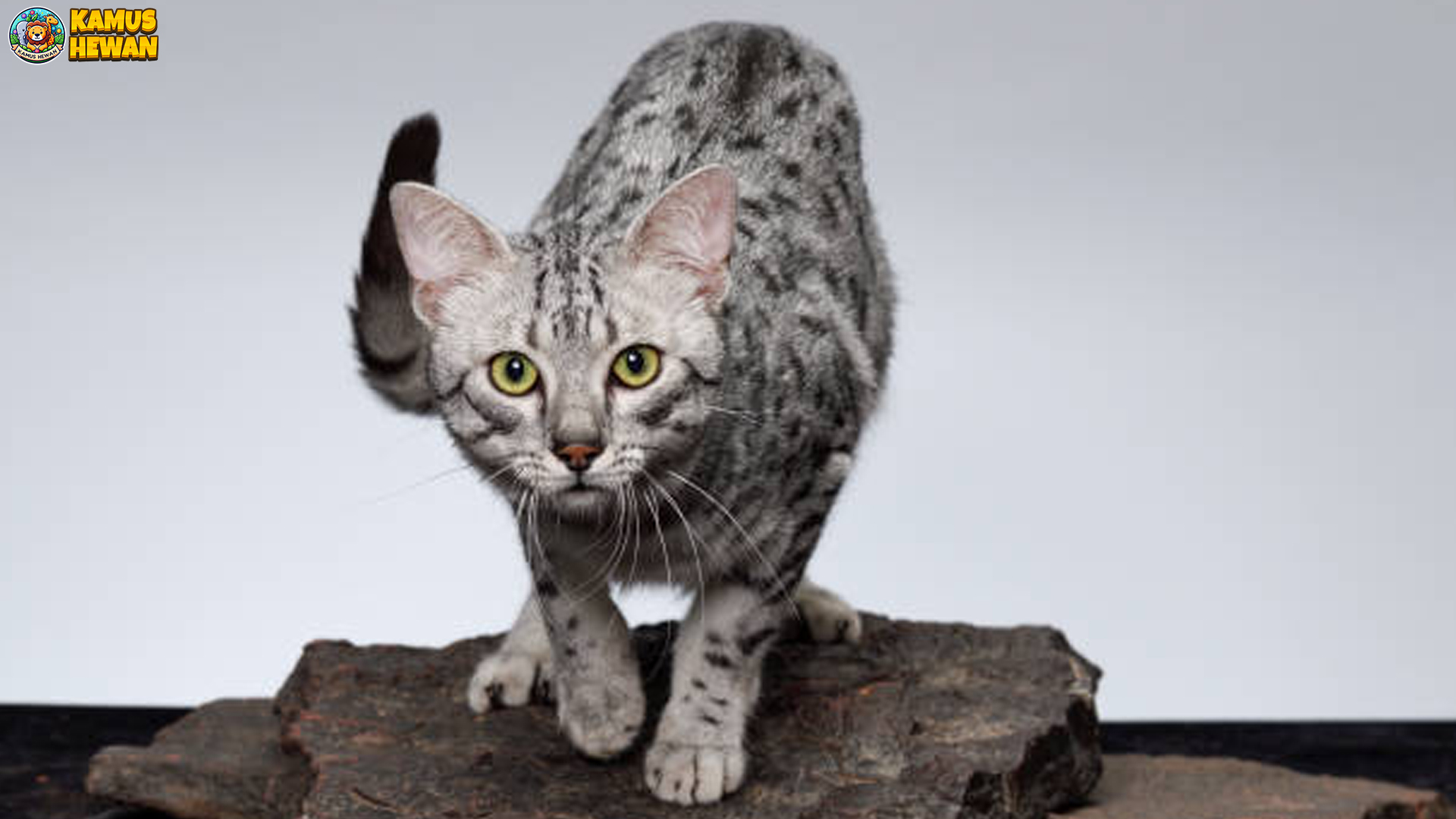 Warna Utama Kucing Mau Mesir Hanya 3 Jenis Yang Langka