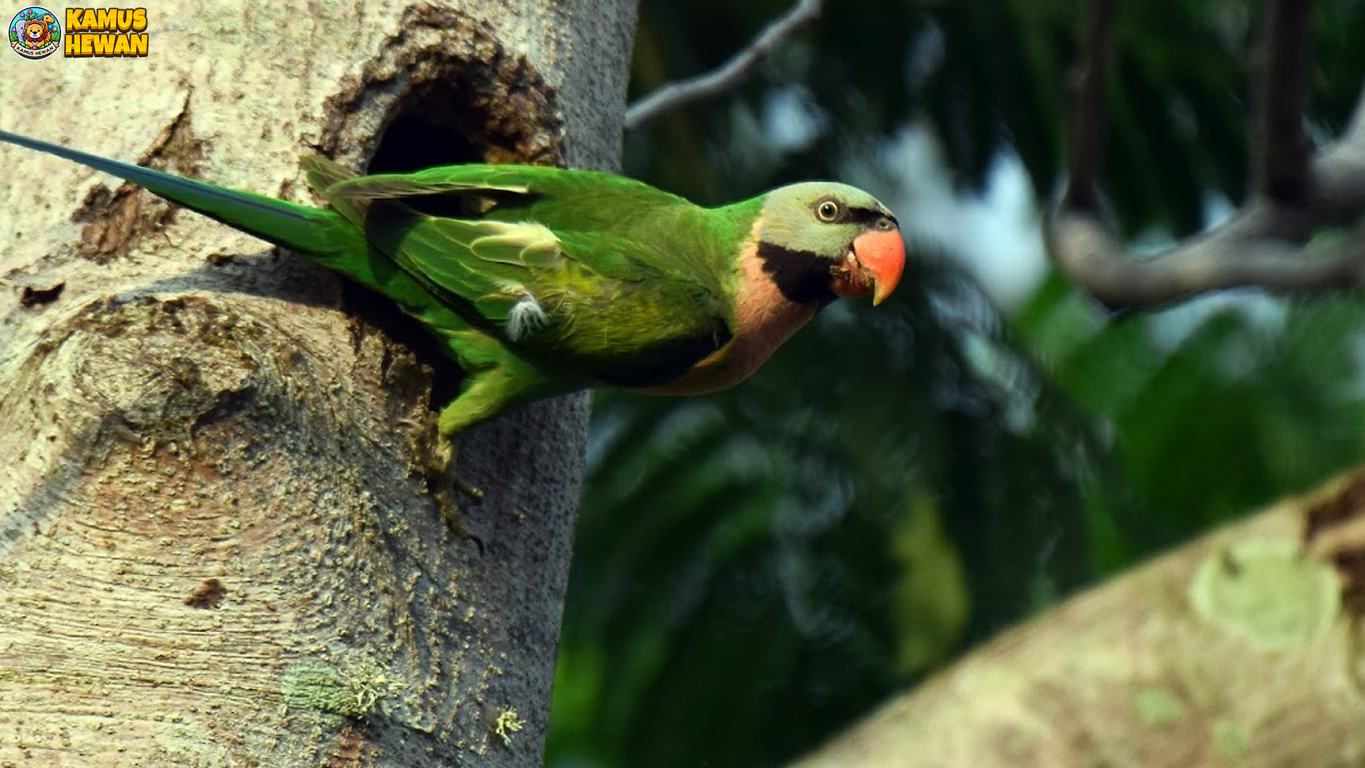 Burung Betet dan 5 Tingkah Laku Lucu yang Menjadi Daya Tarik