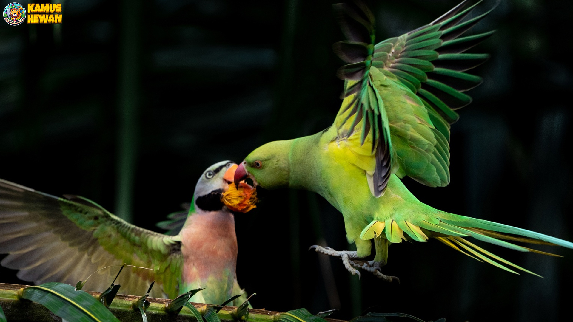 Burung Betet dan 5 Tingkah Laku Lucu yang Menjadi Daya Tarik