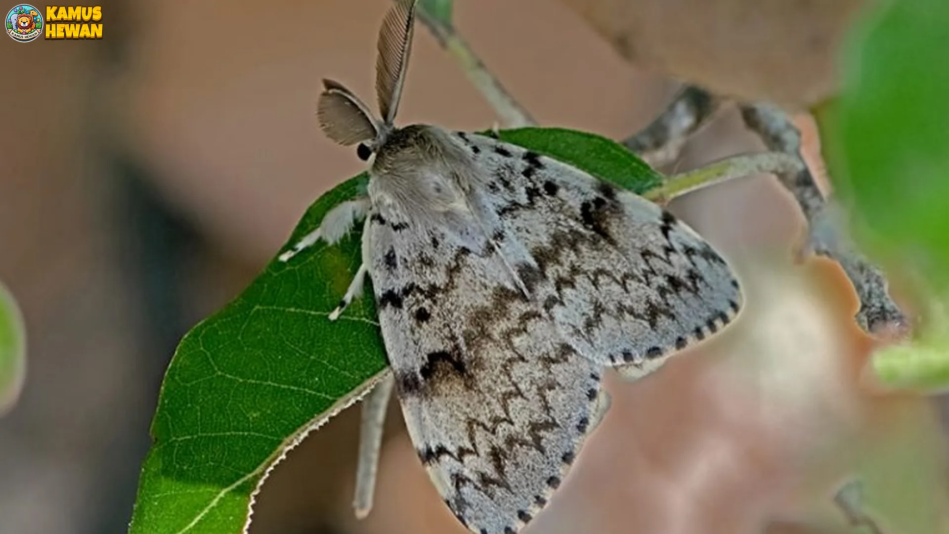 Lymantria Dispar: 5 Ciri Khas dan Peranannya dalam Ekosistem