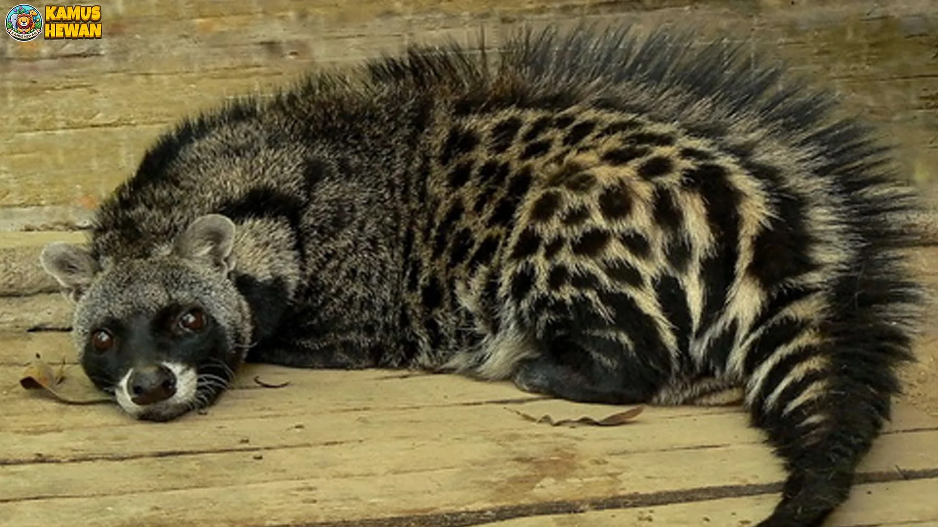 Musang Afrika dan 4 Adaptasi Hebat untuk Bertahan Hidup
