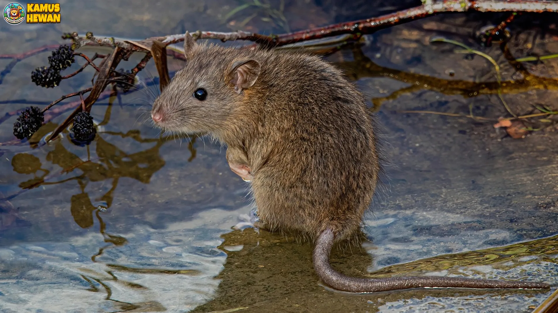 5 Aspek Menarik Tentang Tikus Sungai yang Jarang Kenal Orang 3 5 Aspek Menarik Tentang Tikus Sungai yang Jarang Kenal Orang