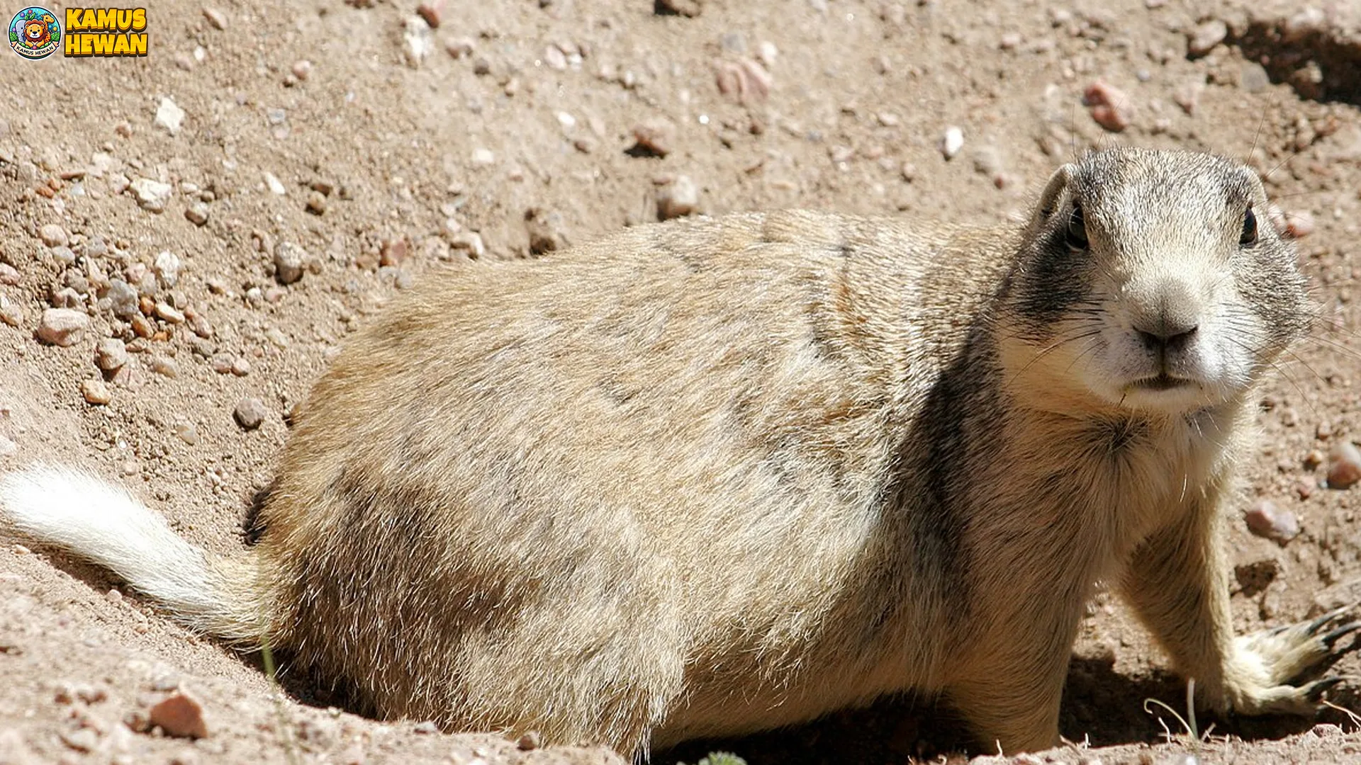 4 Fakta Tentang Pispisa yang Akan Membuatmu Terpesona 1 4 Fakta Tentang Pispisa yang Akan Membuatmu Terpesona