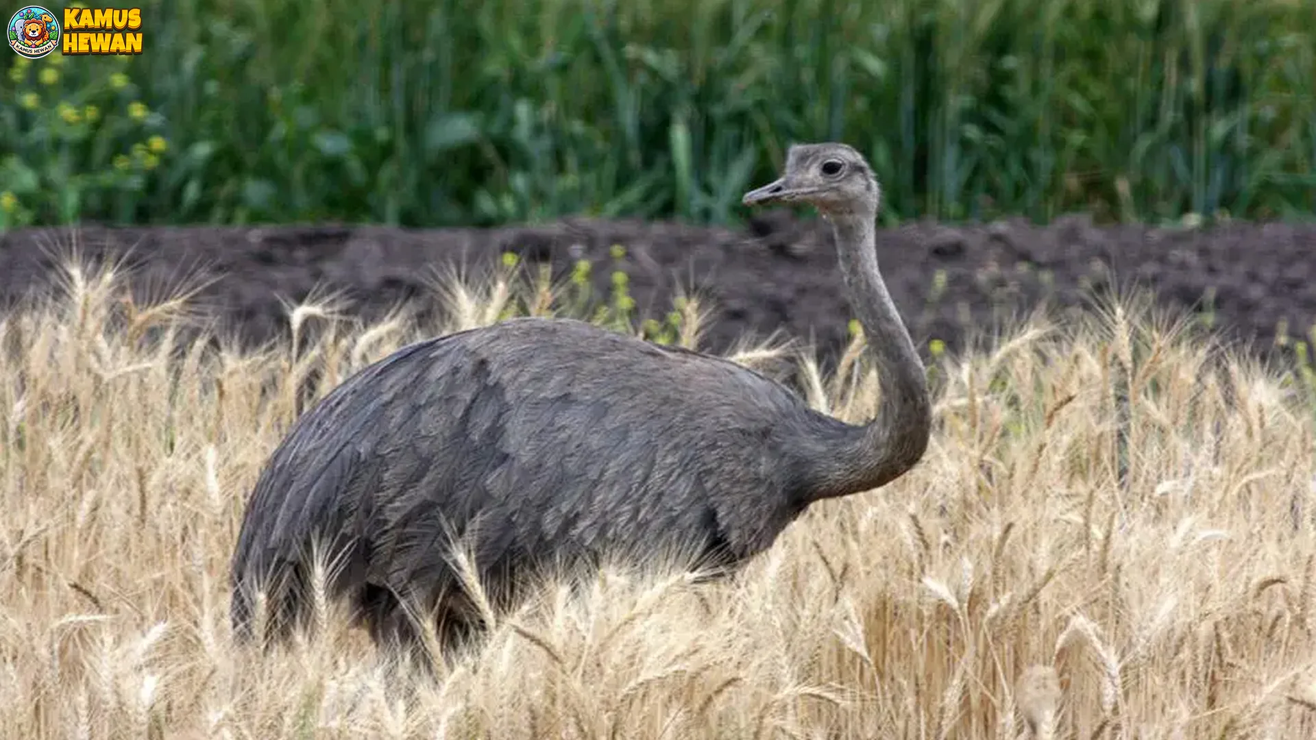 Burung Rhea: 5 Upaya Untuk Melestarikan Spesies Burung Langka Ini 1 Burung Rhea: 5 Upaya Untuk Melestarikan Spesies Burung Langka Ini