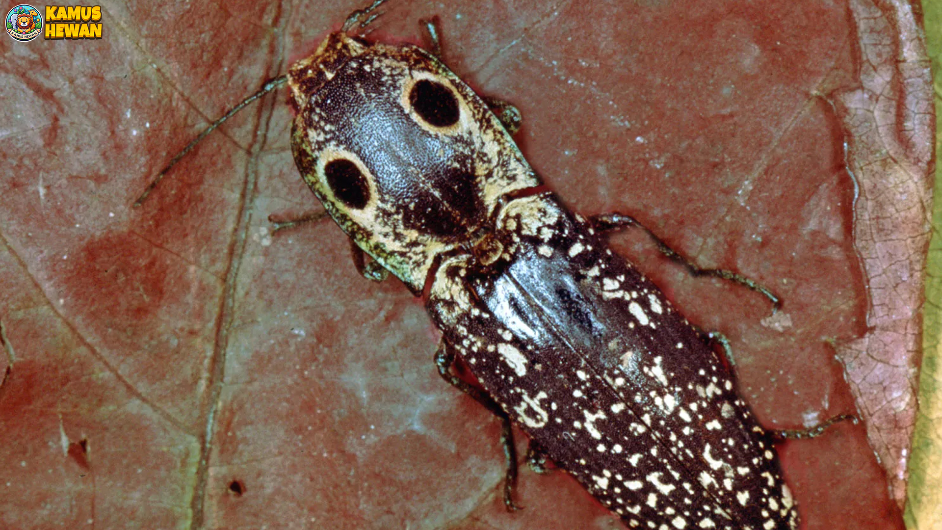 Daya Tarik Kumbang Kertik dan 5 Perannya dalam Ekosistem