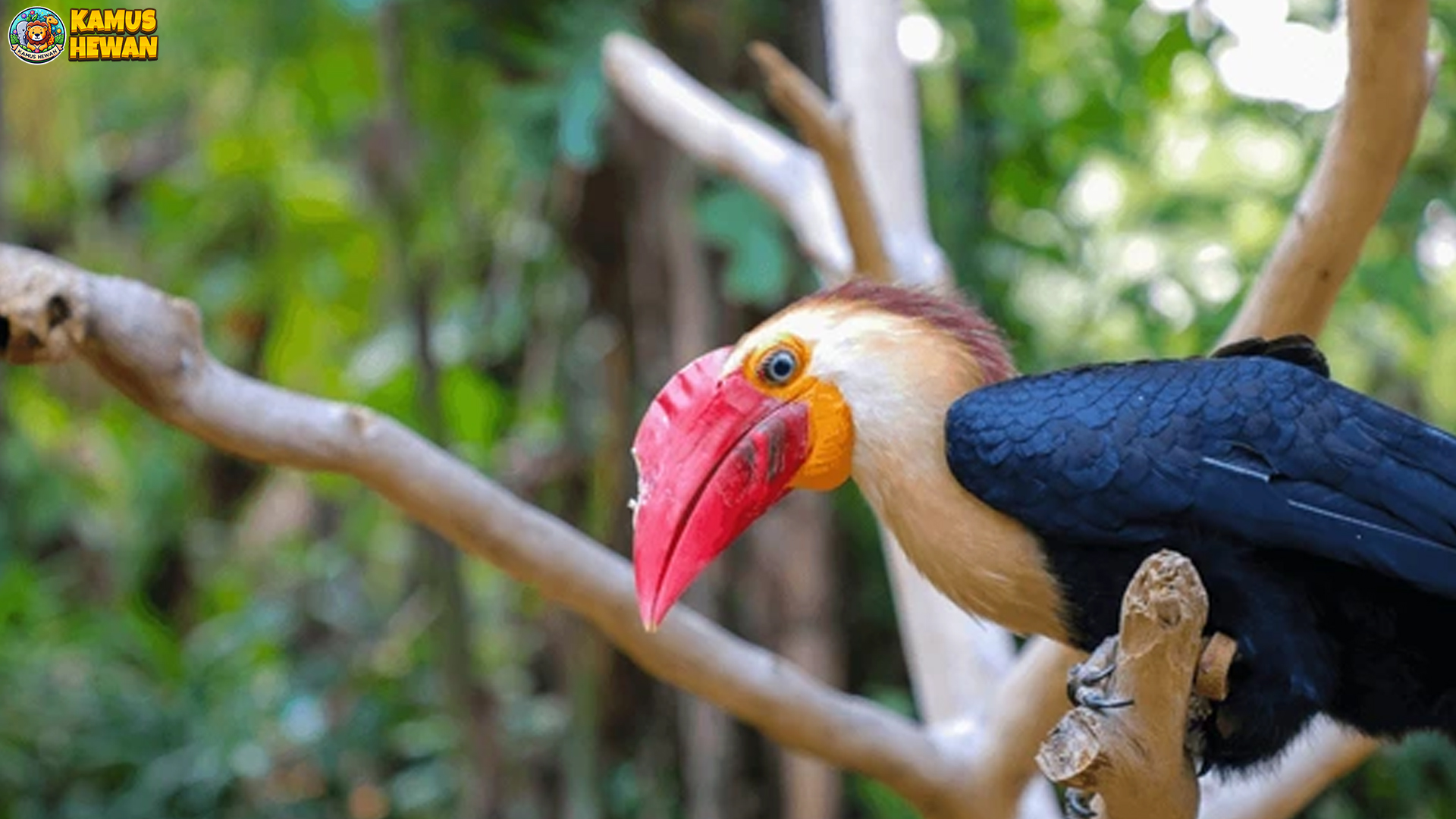 5 Fakta Menarik Aceros Waldeni yang Menunjukkan Kecerdasannya