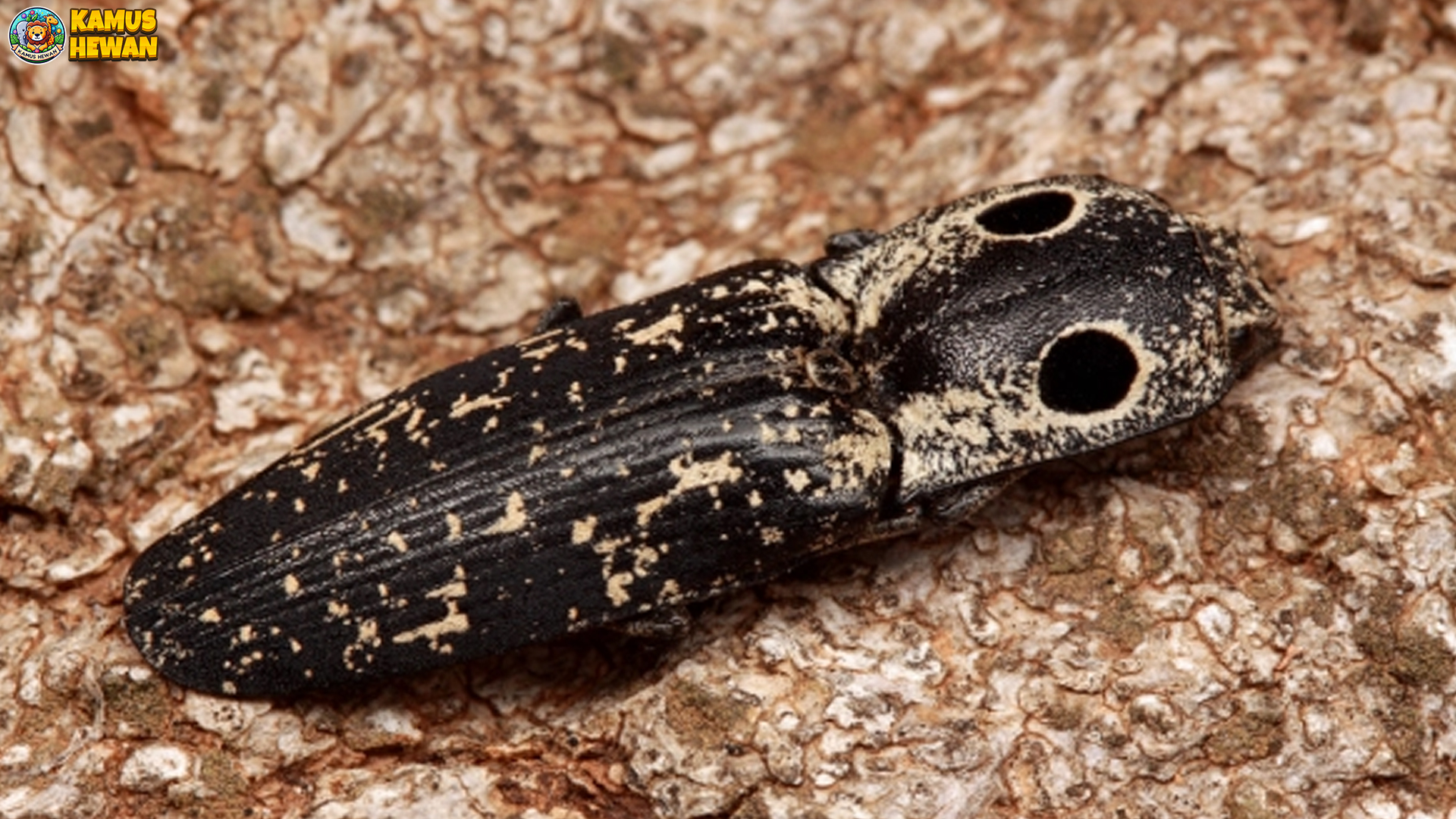 Daya Tarik Kumbang Kertik dan 5 Perannya dalam Ekosistem