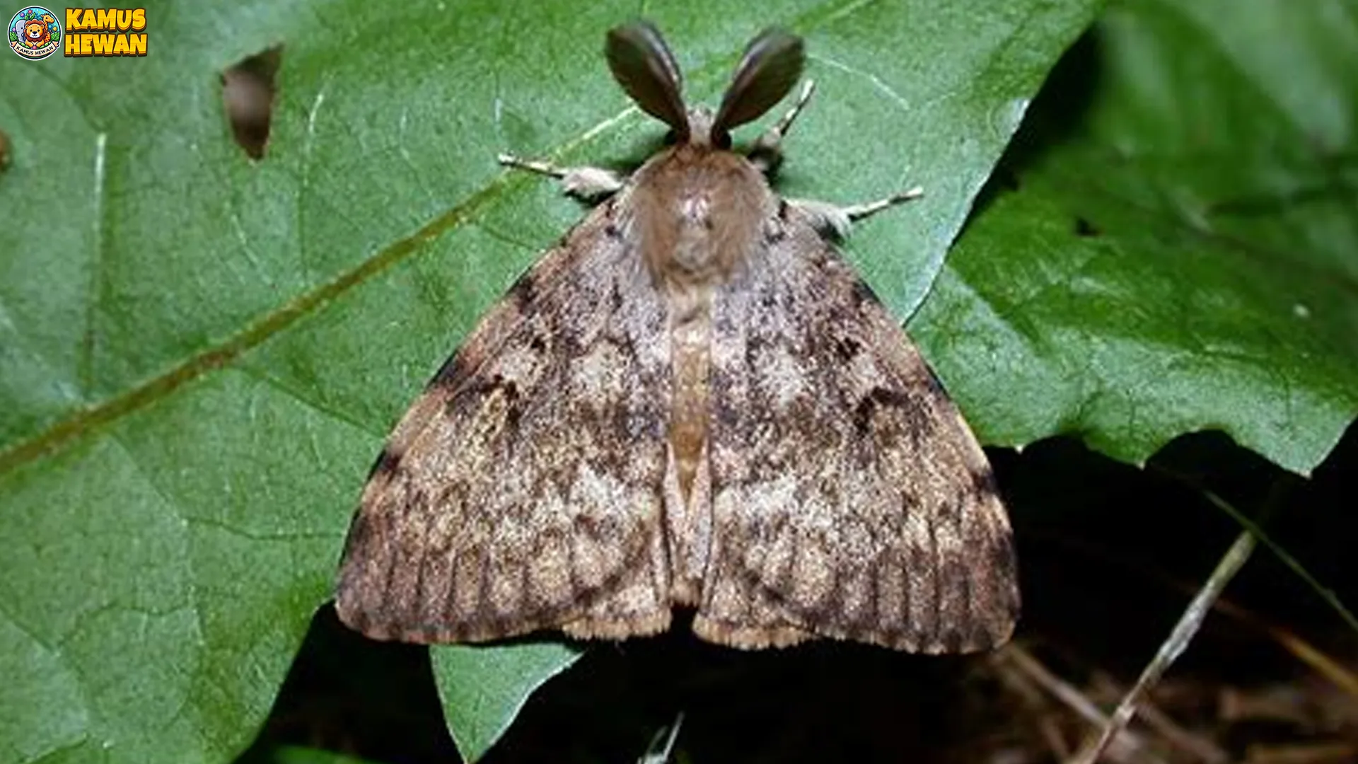 Lymantria Dispar: 5 Ciri Khas dan Peranannya dalam Ekosistem