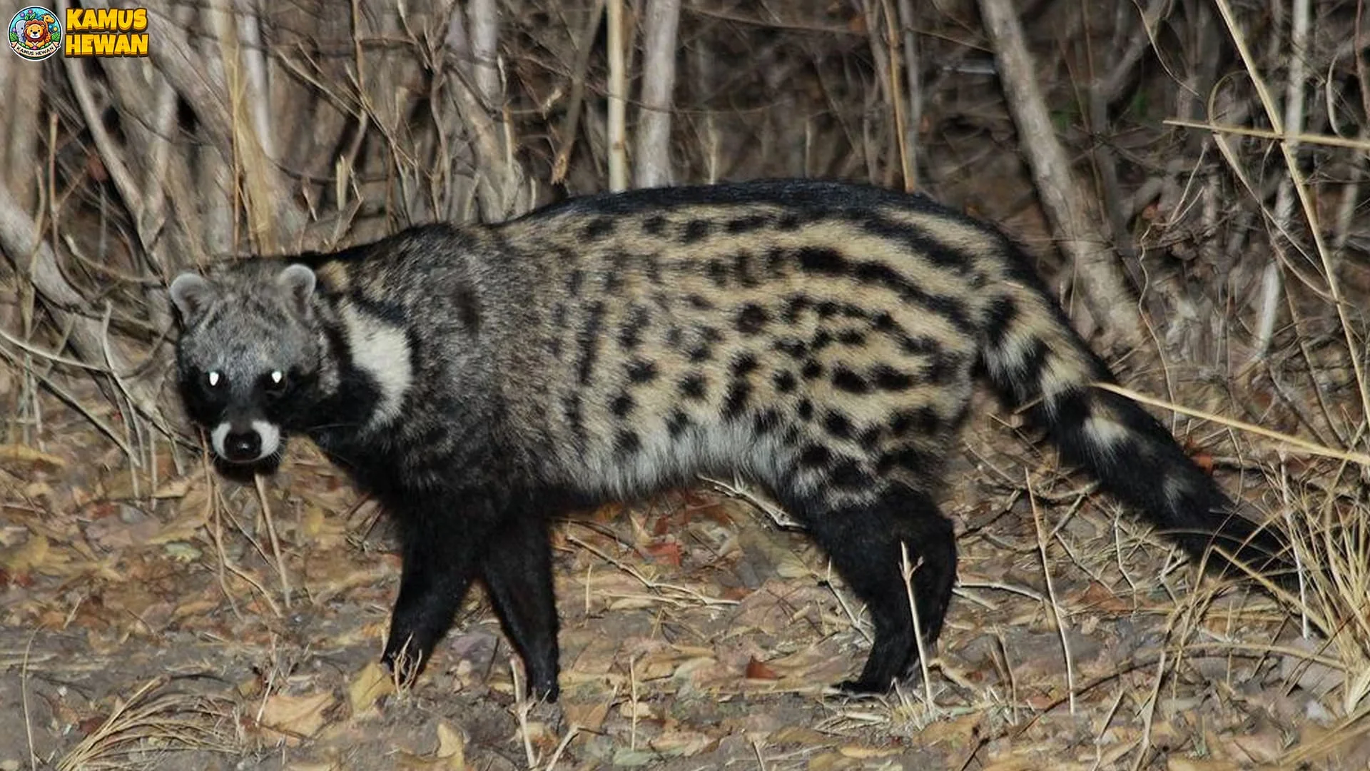 Musang Afrika dan 4 Adaptasi Hebat untuk Bertahan Hidup