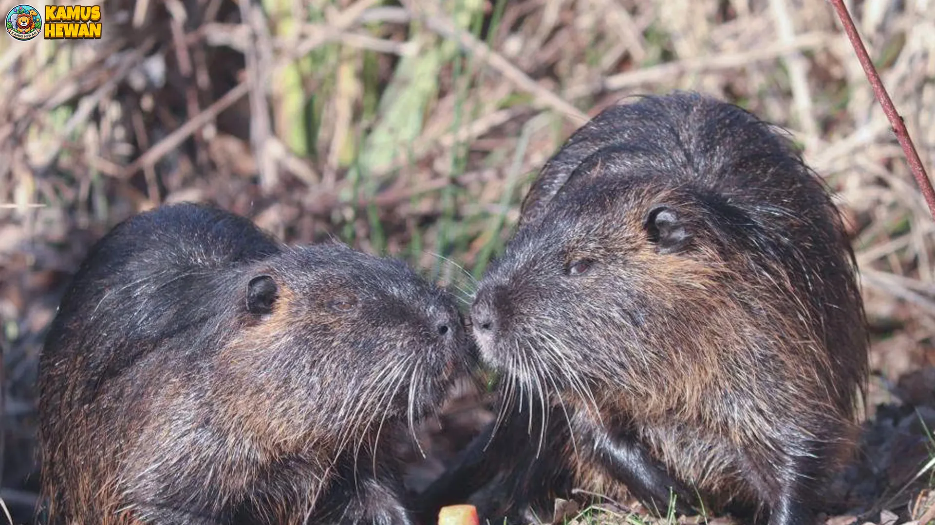 5 Aspek Menarik Tentang Tikus Sungai yang Jarang Kenal Orang 4 5 Aspek Menarik Tentang Tikus Sungai yang Jarang Kenal Orang
