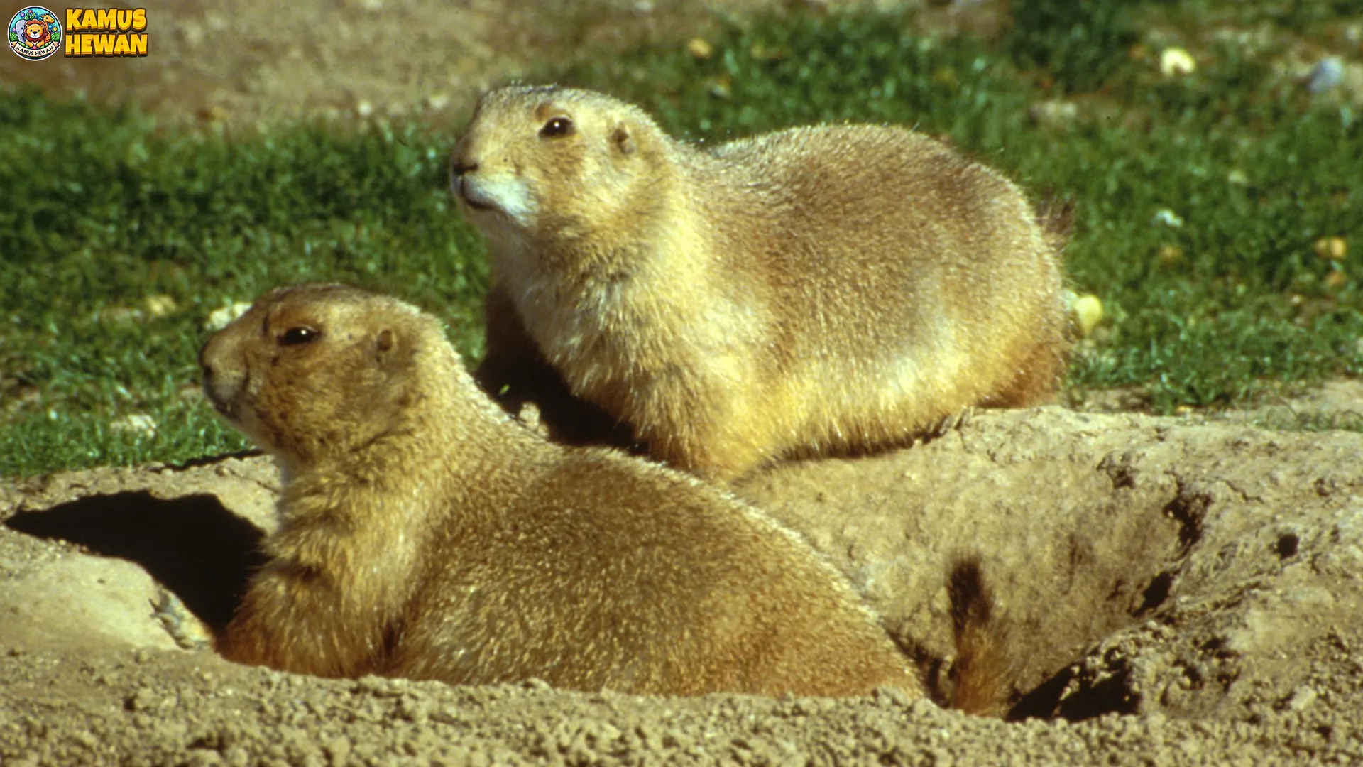 4 Fakta Tentang Pispisa yang Akan Membuatmu Terpesona 2 4 Fakta Tentang Pispisa yang Akan Membuatmu Terpesona