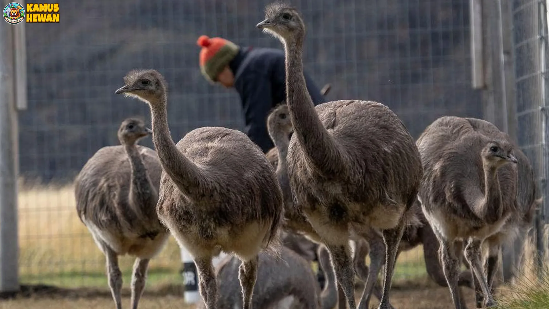 Burung Rhea: 5 Upaya Untuk Melestarikan Spesies Burung Langka Ini 2 Burung Rhea: 5 Upaya Untuk Melestarikan Spesies Burung Langka Ini