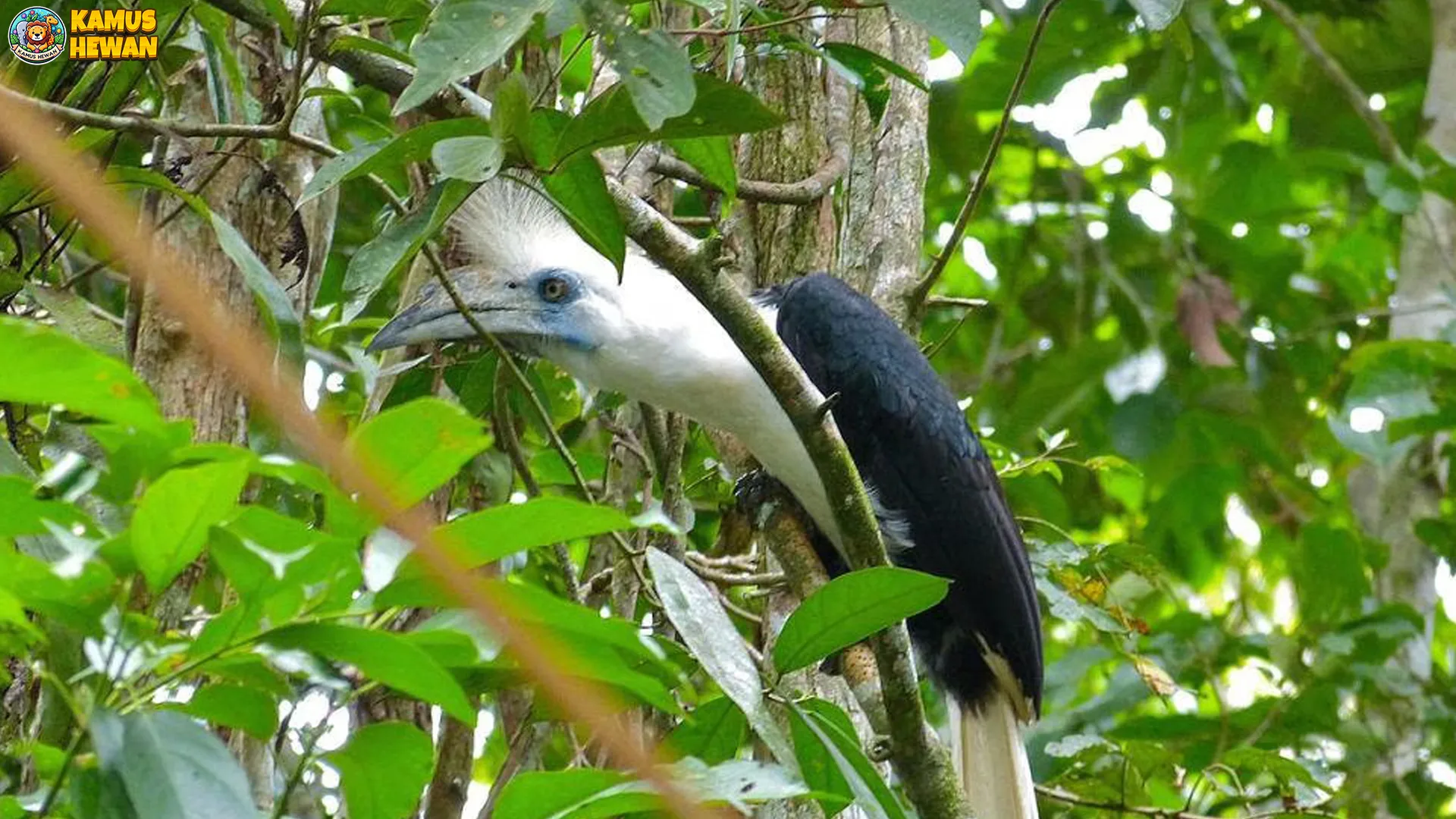 Enggang Jambul: 5 Alasan Mengapa Burung Ini Wajib Dilestarikan