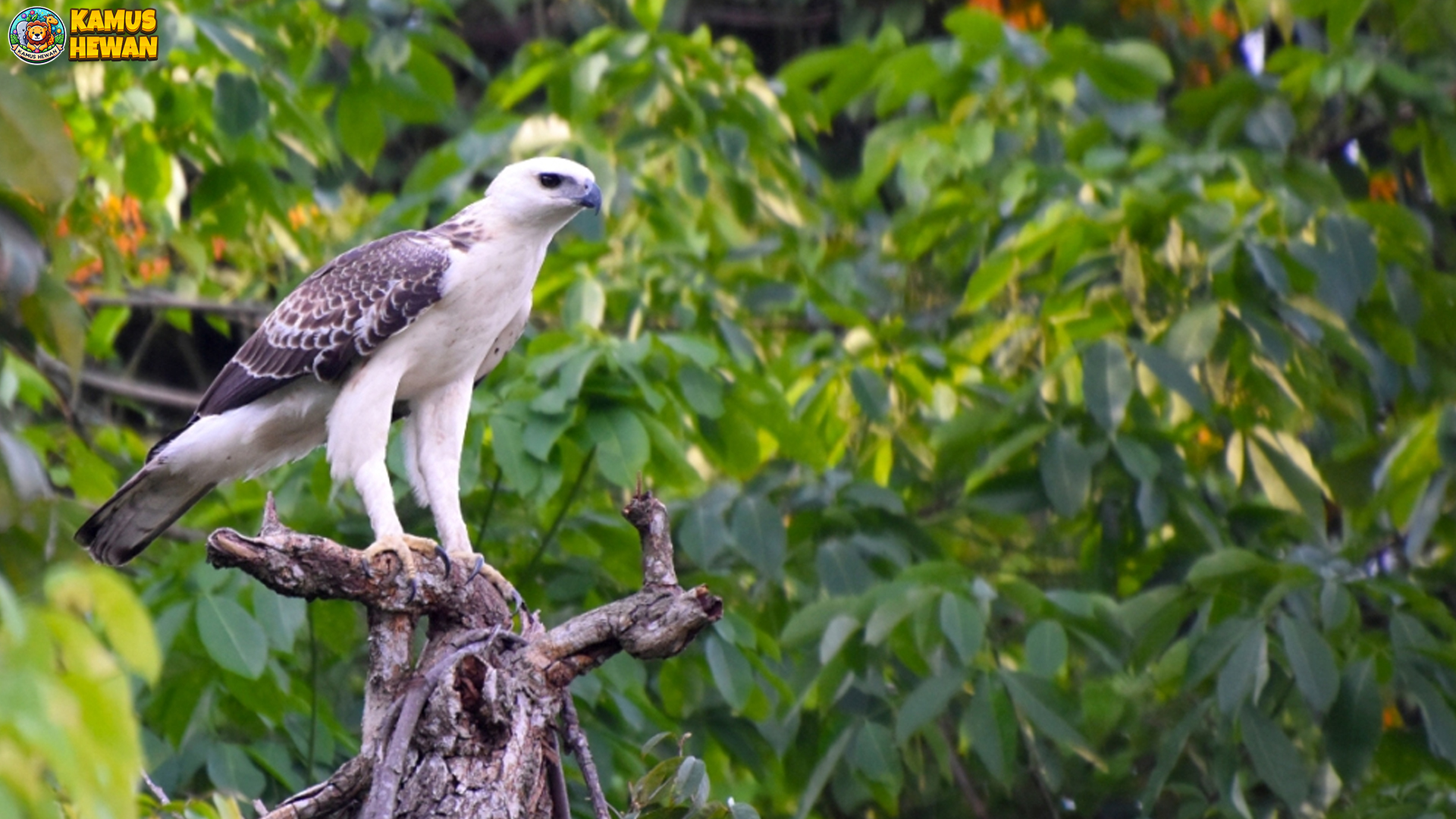 5 Perilaku Unik Elang Brontok yang Jarang Diamati di Alam