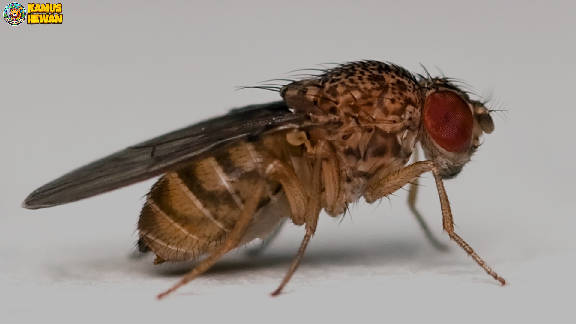5 Fakta Mengejutkan Tentang Hewan Drosophila yang Bikin Terpesona