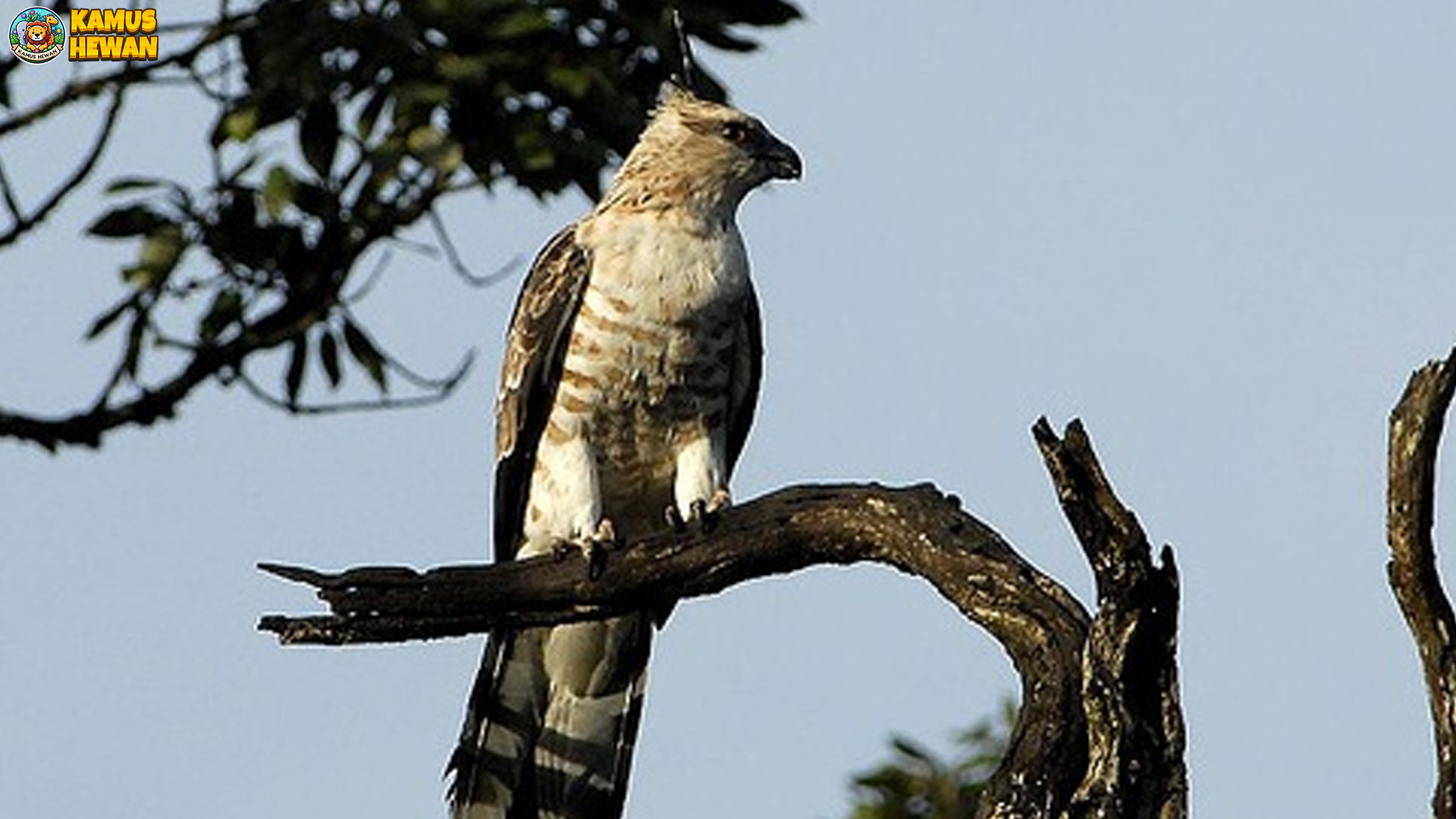 5 Perilaku Unik Elang Brontok yang Jarang Diamati di Alam