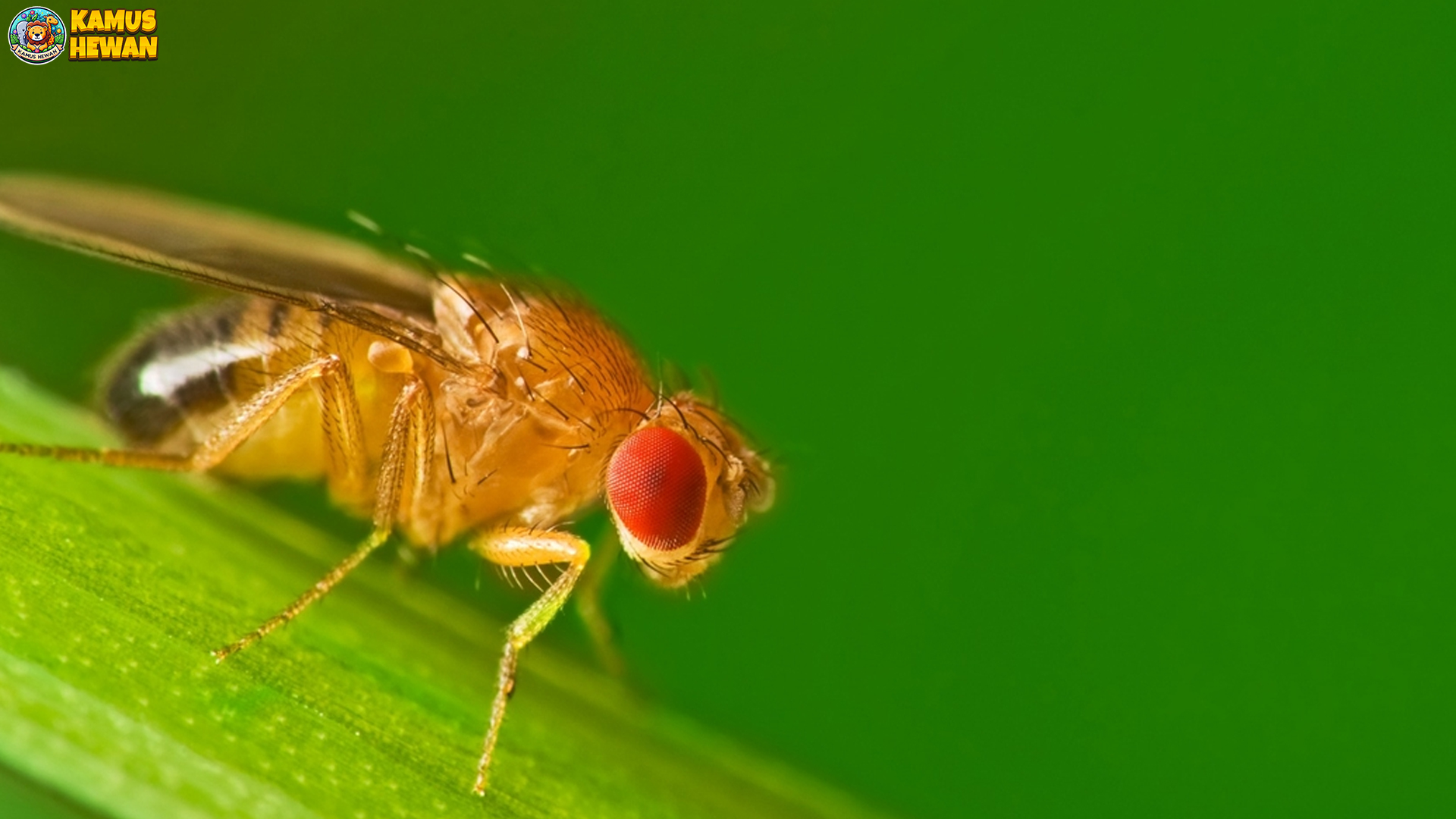 5 Fakta Mengejutkan Tentang Hewan Drosophila yang Bikin Terpesona