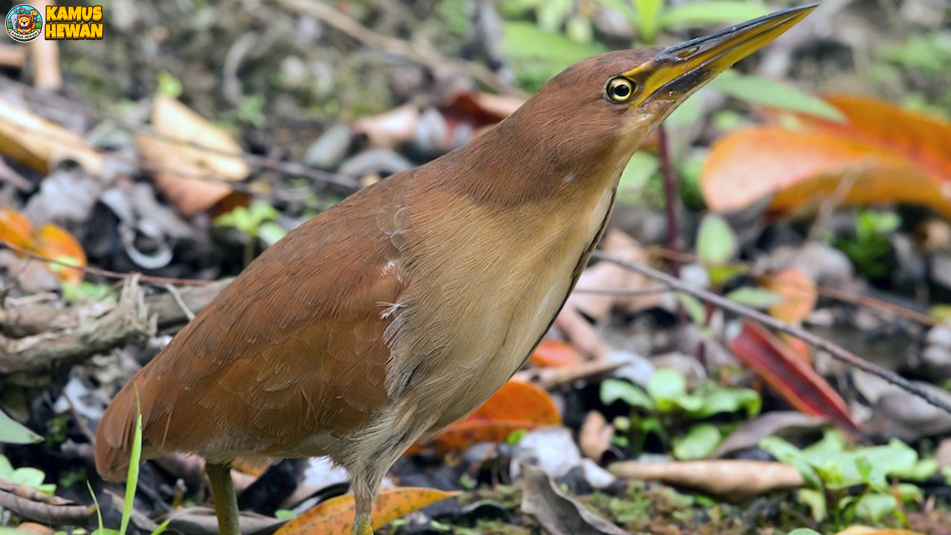5 Inspirasi Keindahan Burung Bambangan yang Bisa Dipelajari