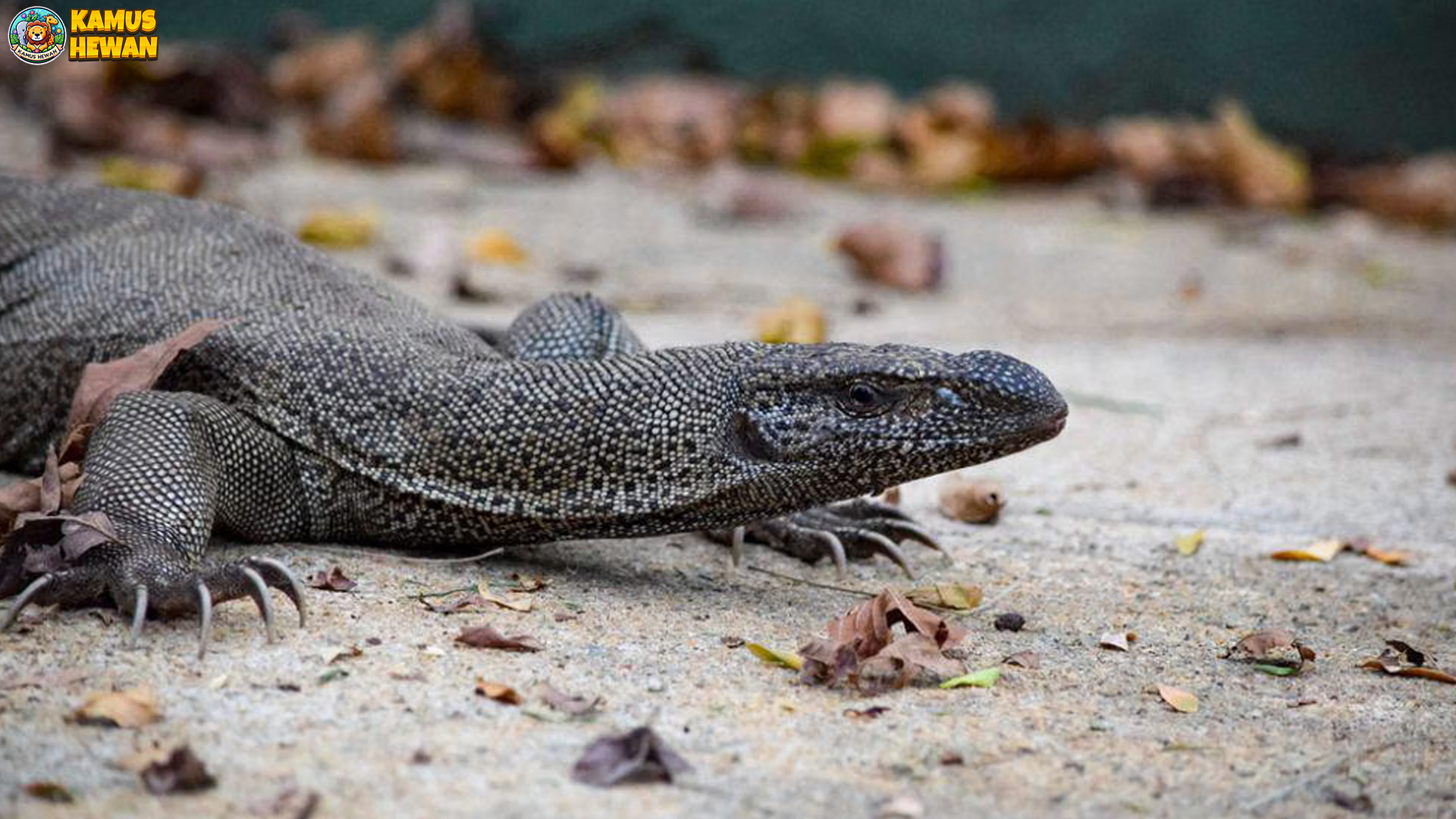 Biawak Abu-Abu & 4 Perilaku Unik yang Jarang Diketahui Peneliti