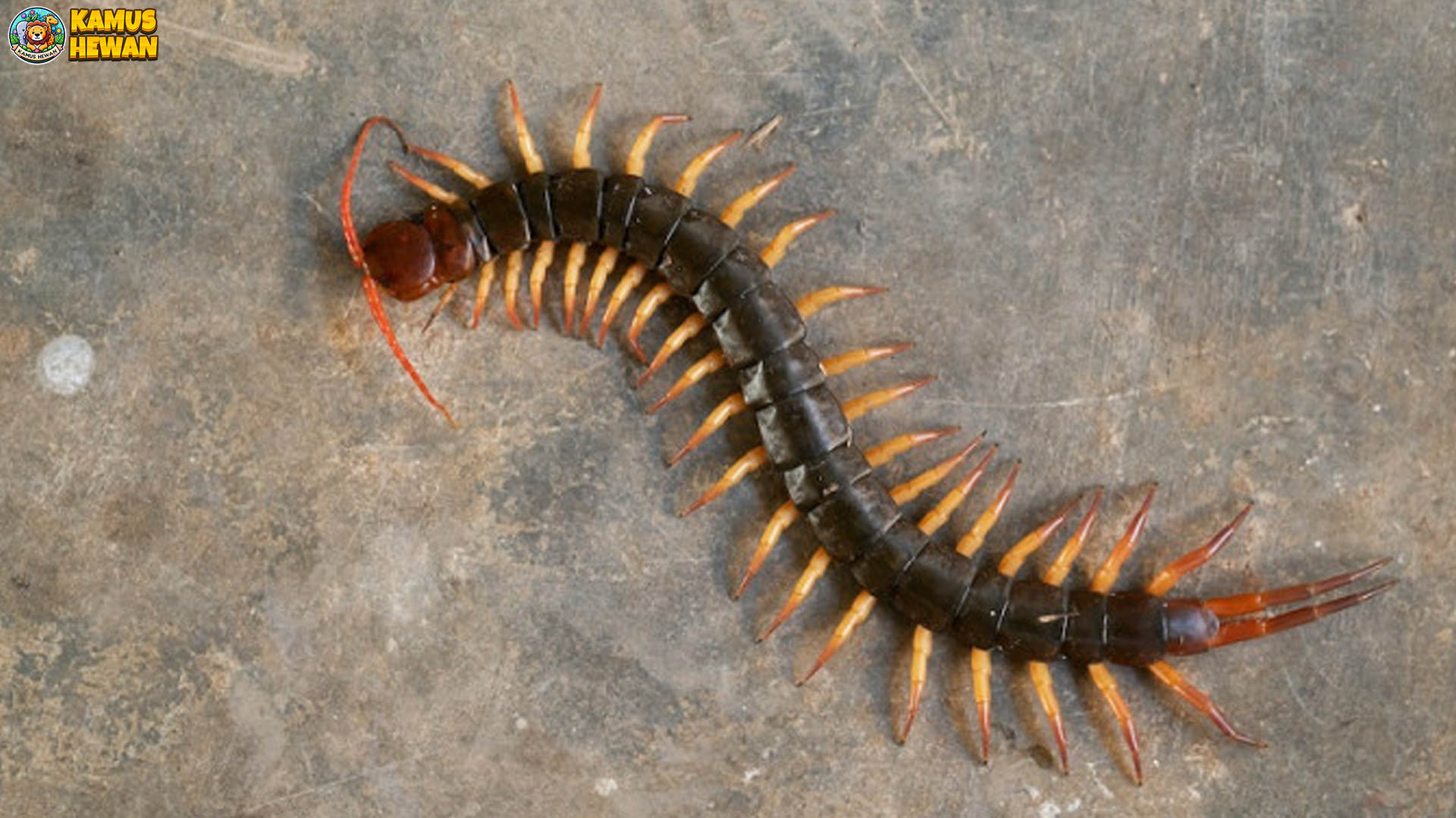 Kaki Seribu Memiliki 5 Fakta Tersembunyi dari Hewan Ini