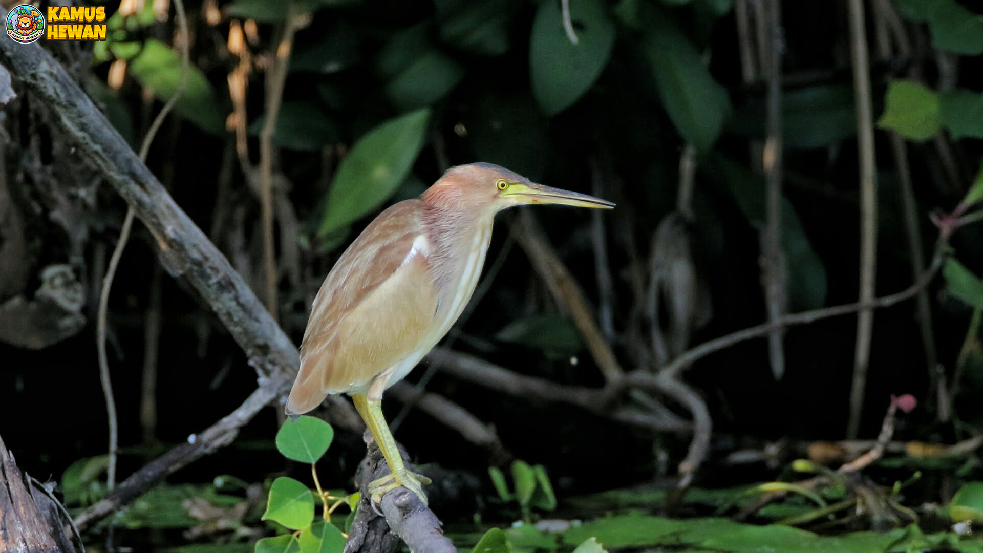 5 Inspirasi Keindahan Burung Bambangan yang Bisa Dipelajari