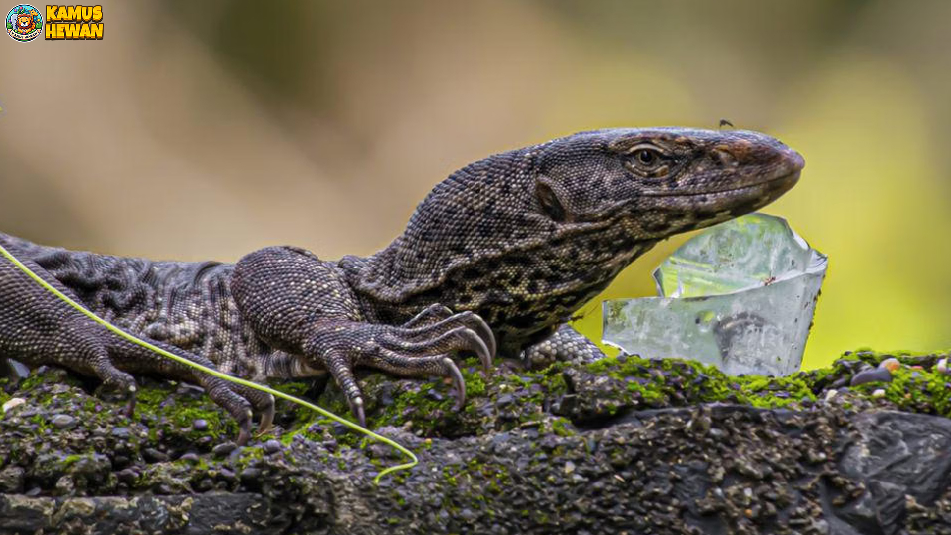 Biawak Abu-Abu & 4 Perilaku Unik yang Jarang Diketahui Peneliti